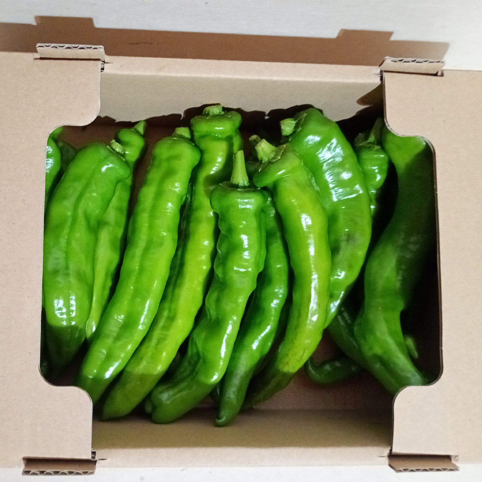 有機栽培 万願寺とうがらし 1.5kg 赤青ミックス | 野菜/ししとう 産直