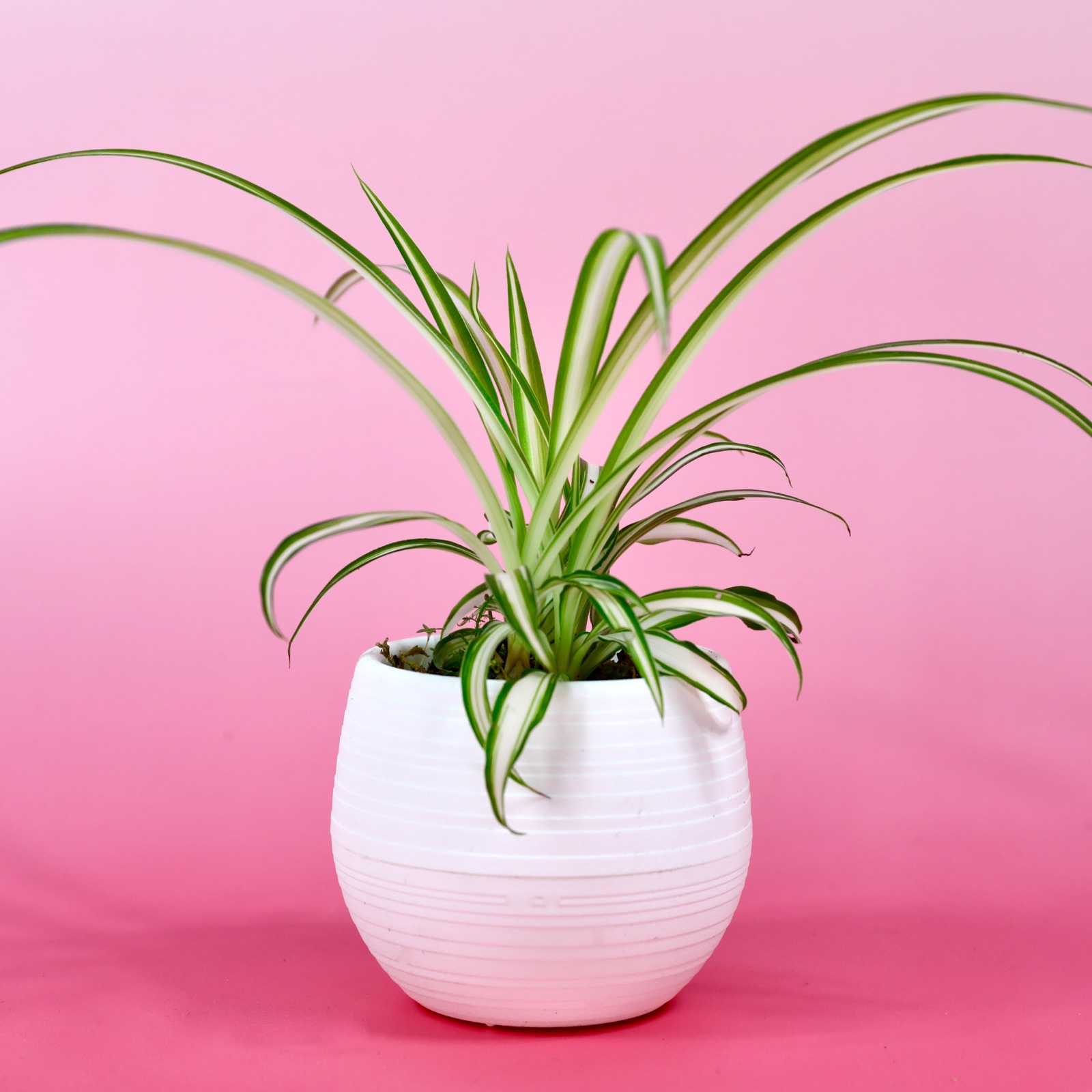 オリズルラン(ポット入) ｜ 花・植物/花・植物 産直アウル 農家・漁師 