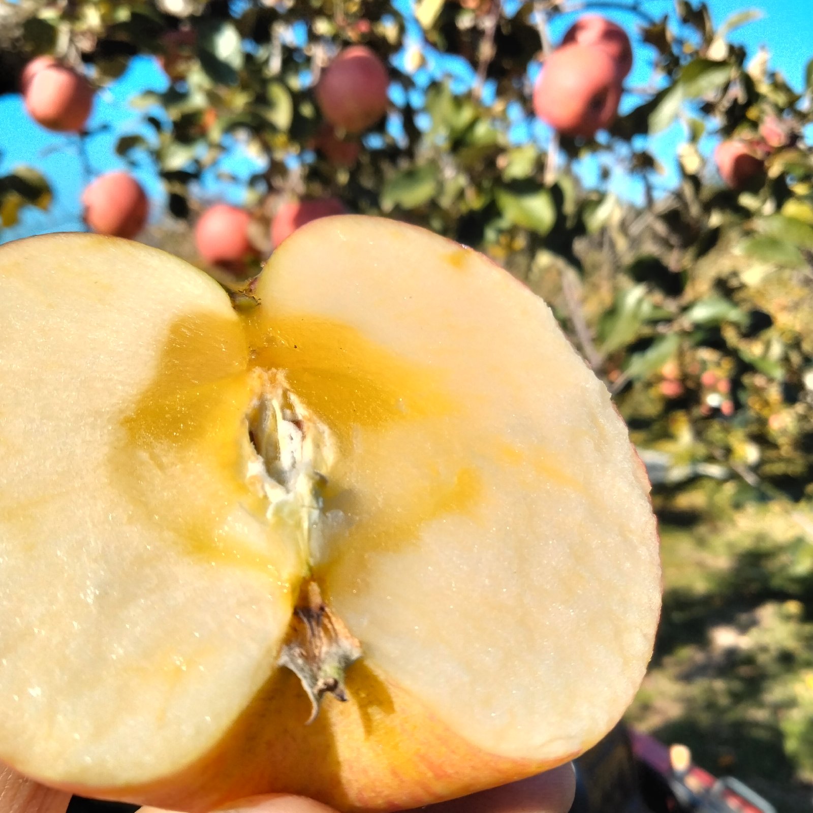 なりた果樹園（秋田県・鹿角市）｜生産者詳細｜産直アウル