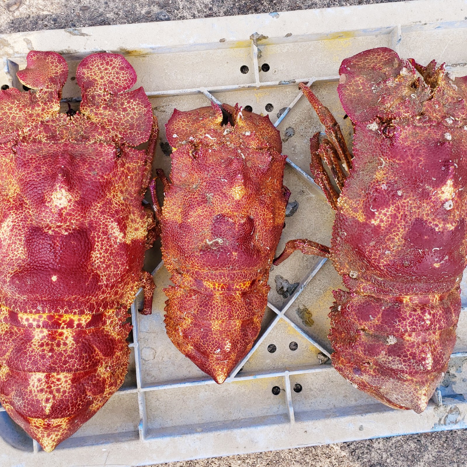 激レアな特大セミエビ！1匹で1.5キロ！ | 魚介類/エビ 産直アウル