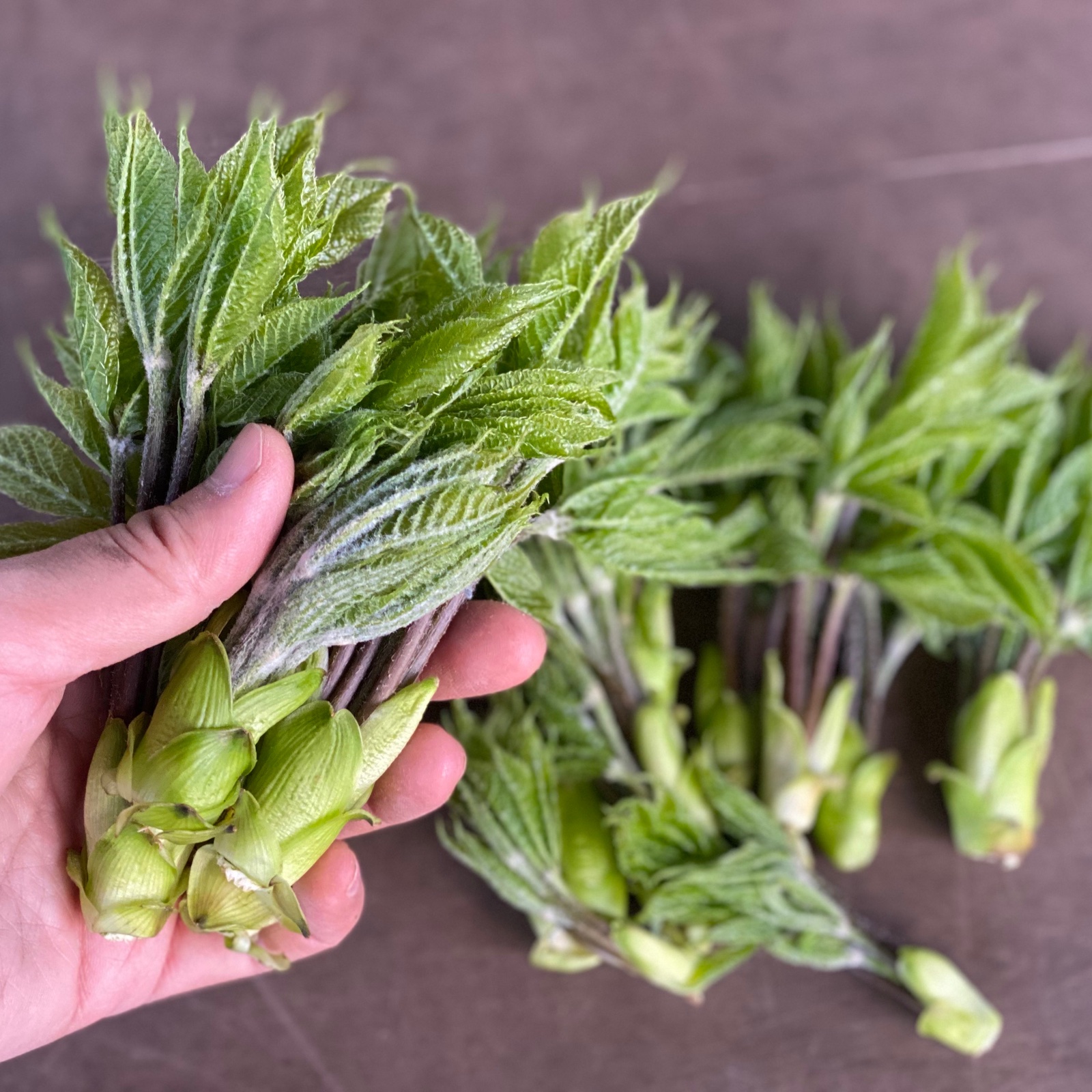 天然山菜 『山の女王』コシアブラ！100g！天ぷらや混ぜご飯で旬を食べ