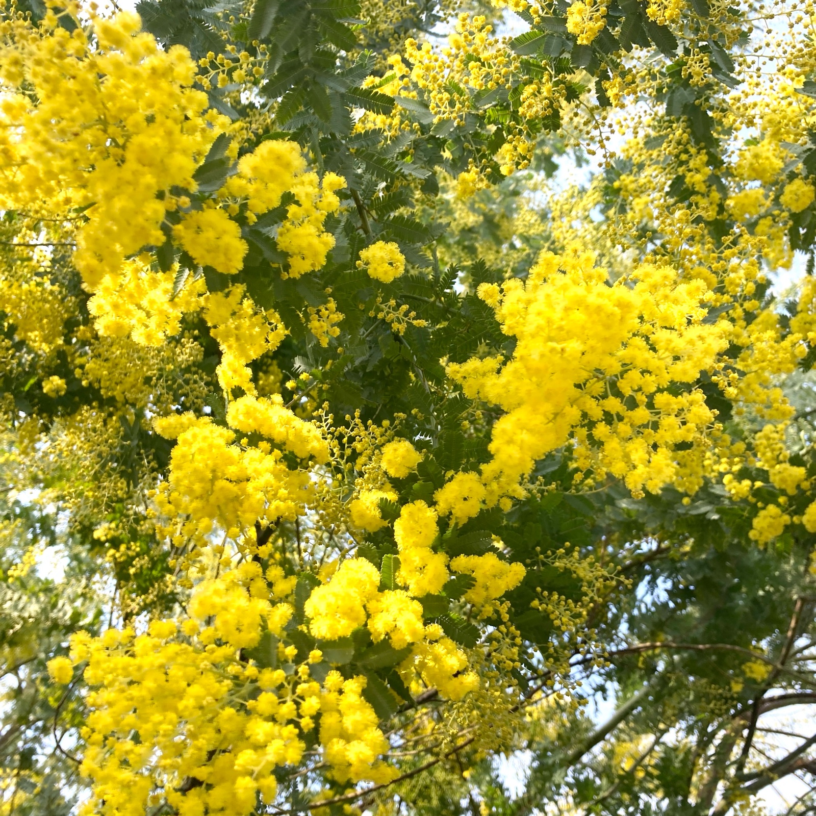 高知県産 gongen畑のミモザ140 ｜ 花・植物/花・植物 産直アウル 農家