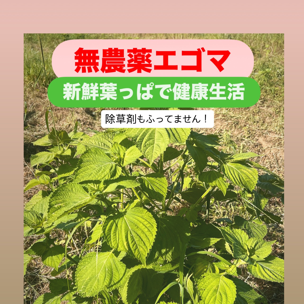 無農薬エゴマの葉っぱ ｜ 野菜/葉物 産直アウル 農家・漁師など生産者