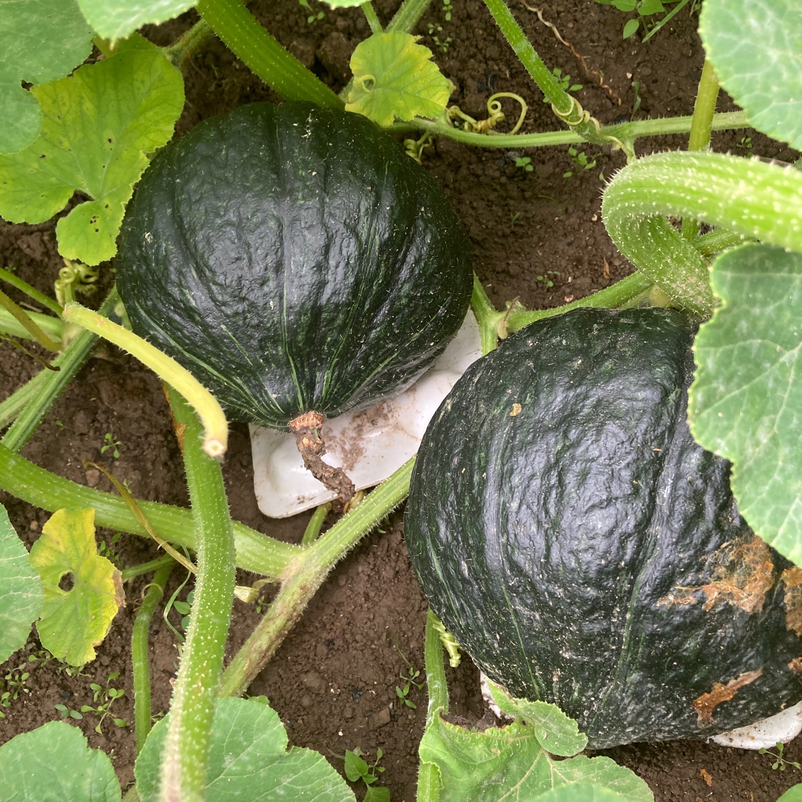 九重くりカボチャ 2玉 ｜ 野菜/かぼちゃ 産直アウル 農家・漁師など