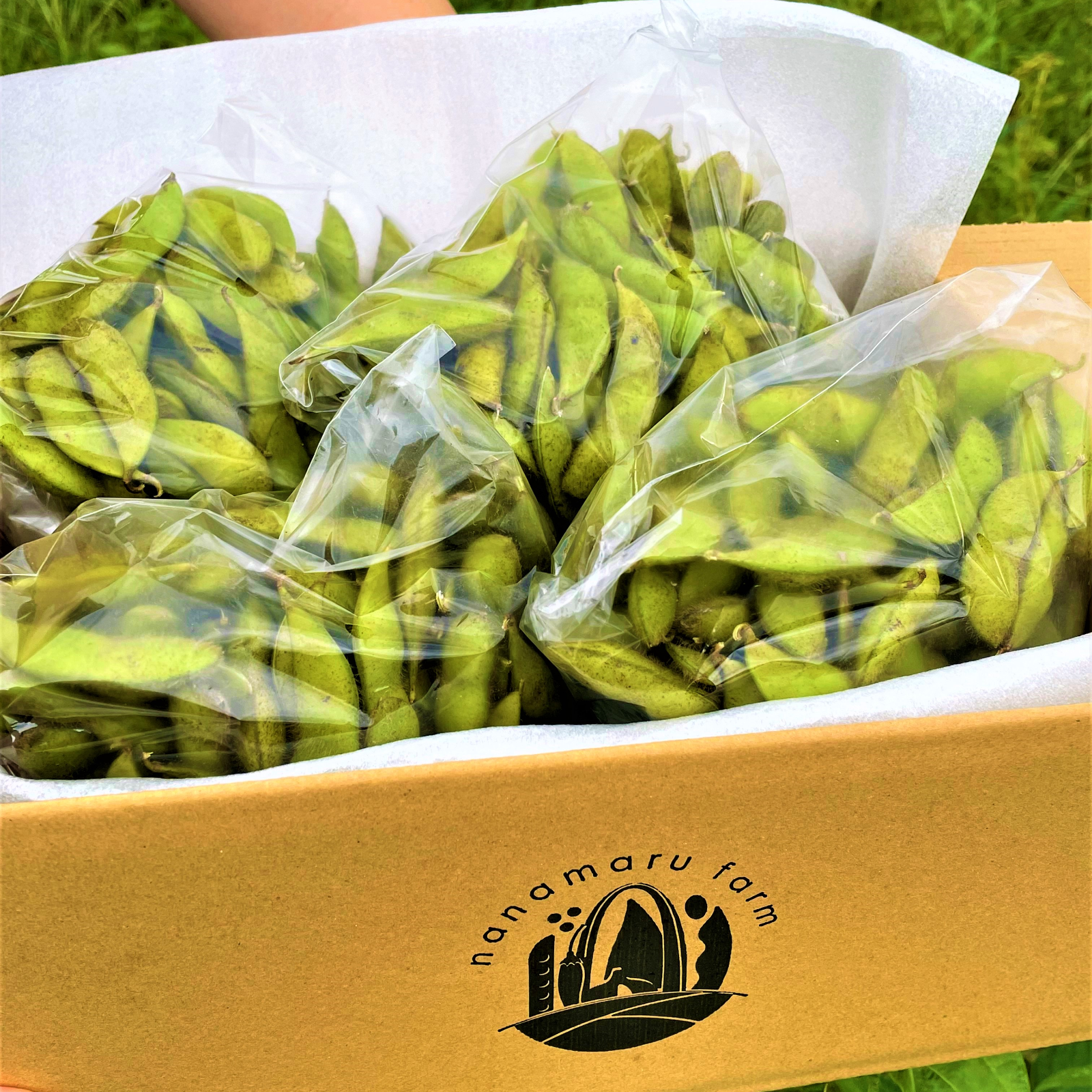 10kg 黒枝豆 冷凍 丹波黒枝豆 熟成 600g（200g×3パック） [010KY002] | 京都府京