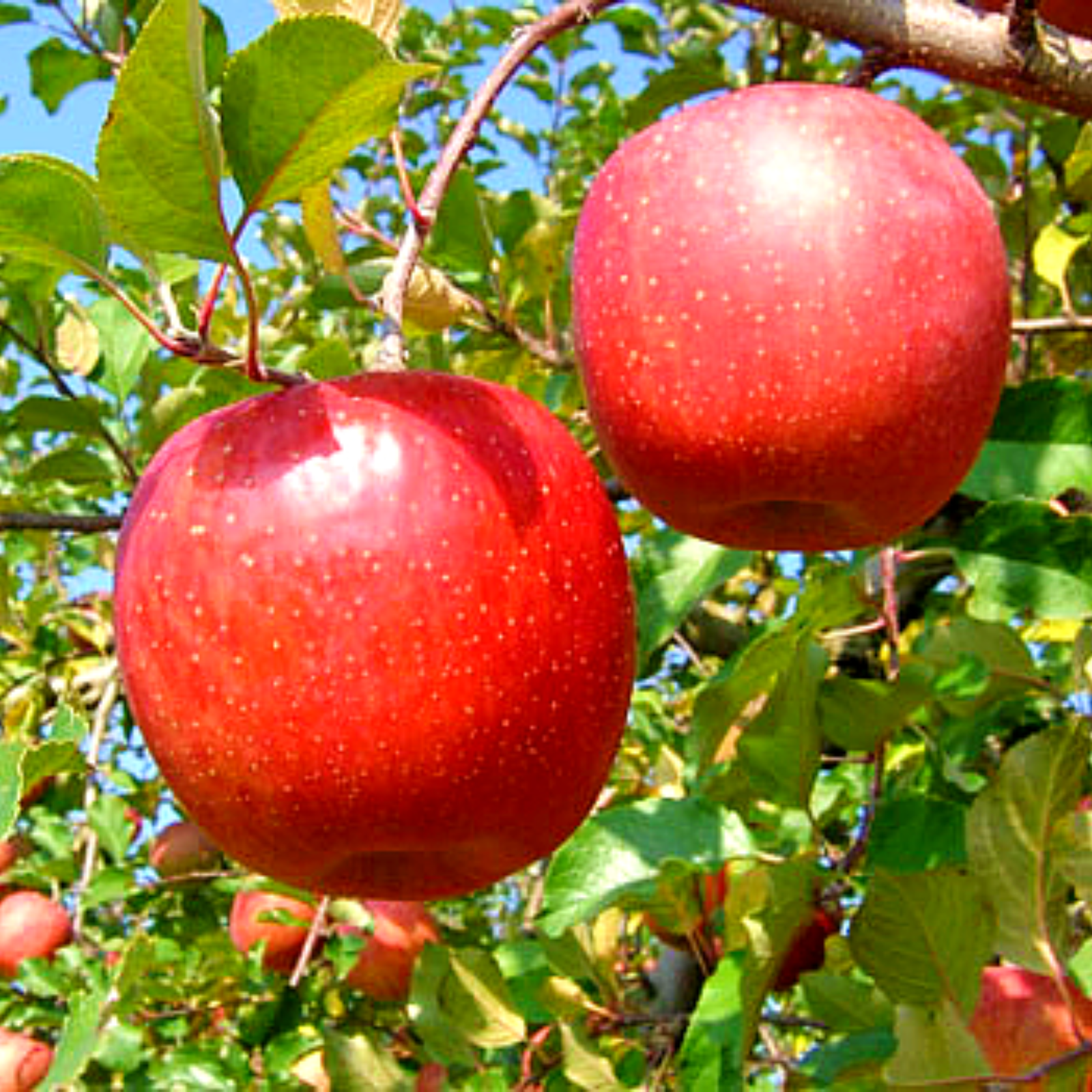 新品種赤果肉蜜入りりんご ２玉他見繕いシャイマ1kg クイル１kgグラスミ３kg 新品種赤果肉蜜入りりんご 2玉他見繕いシャイマ1kg クイル1kg