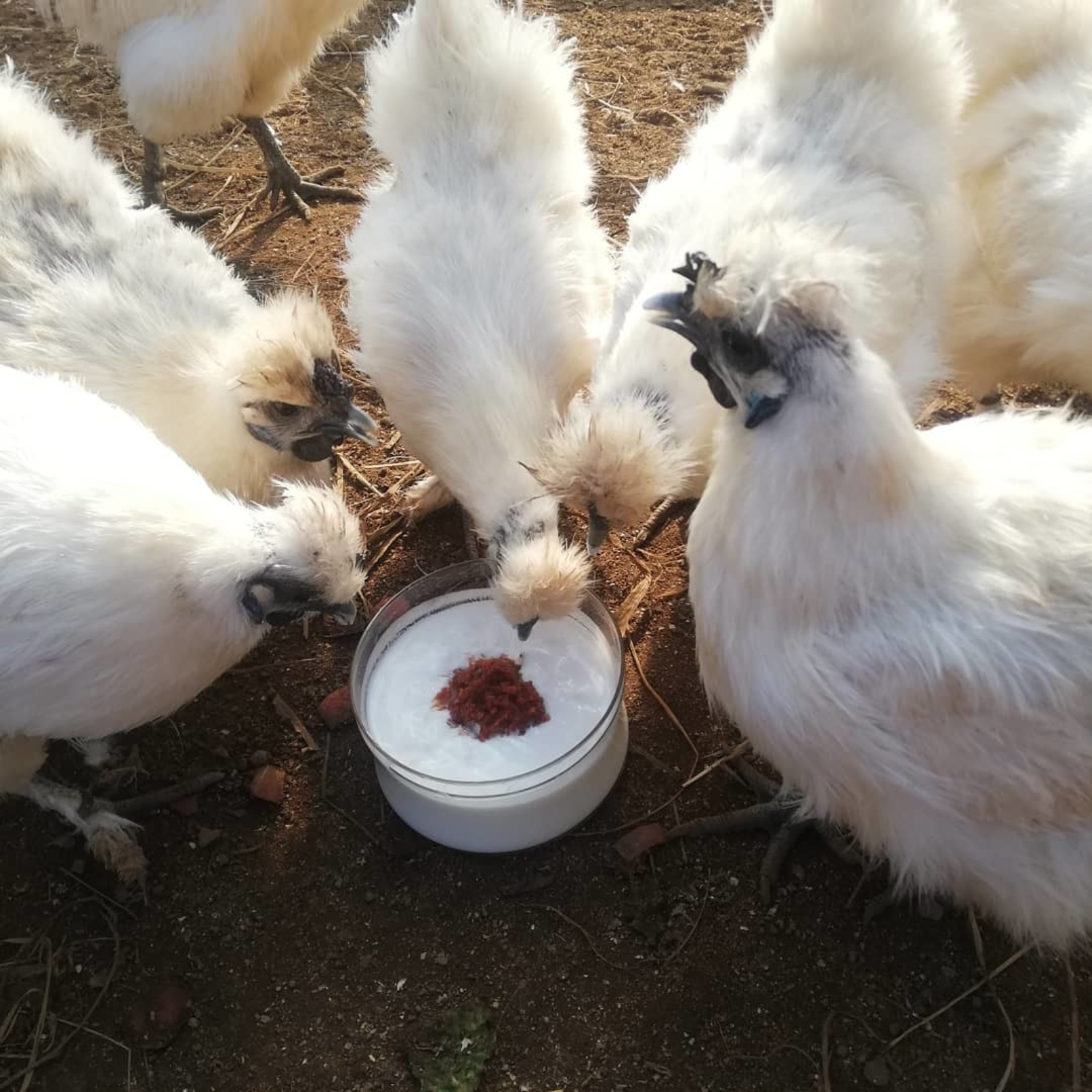 のびのび放し飼い】烏骨鶏卵 10個 | 卵/その他卵 産直アウル 農家から