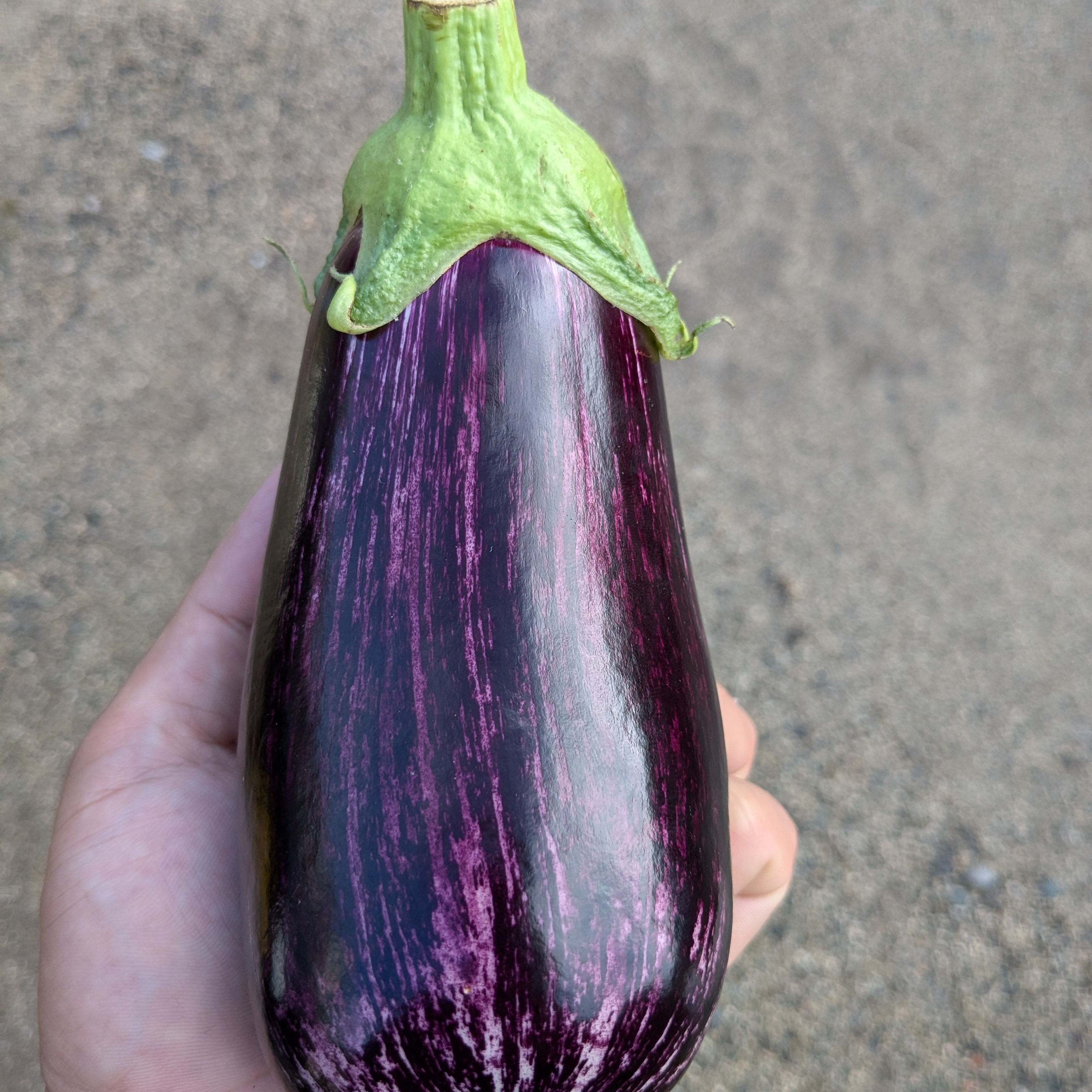 しましま模様!? オシャレな見た目♪】高知県産ゼブラナス♪ 1kg | 野菜