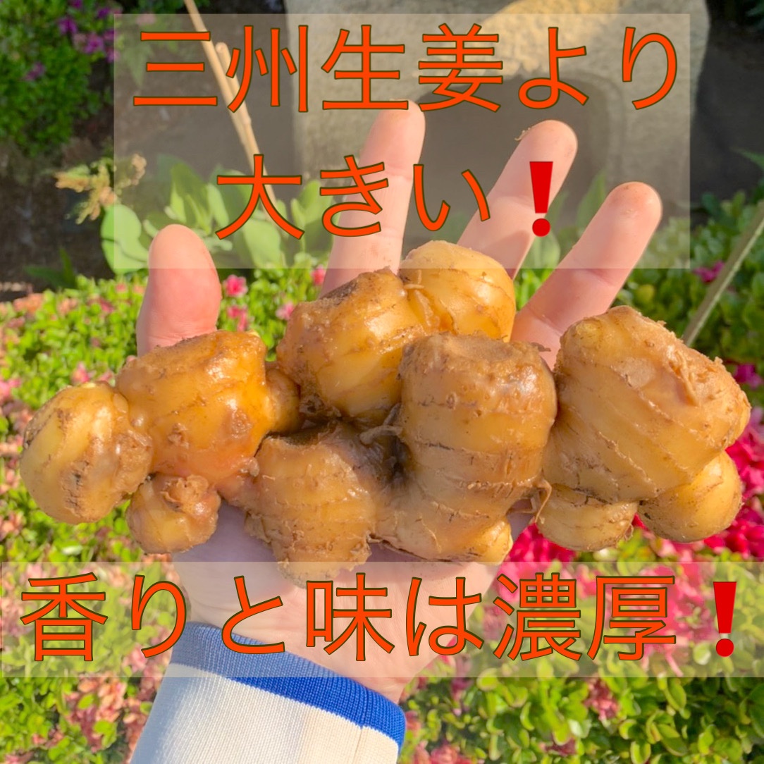 期間限定！！》【近江】しょうが 千葉県産 [送料込み] 2kg ｜ 野菜