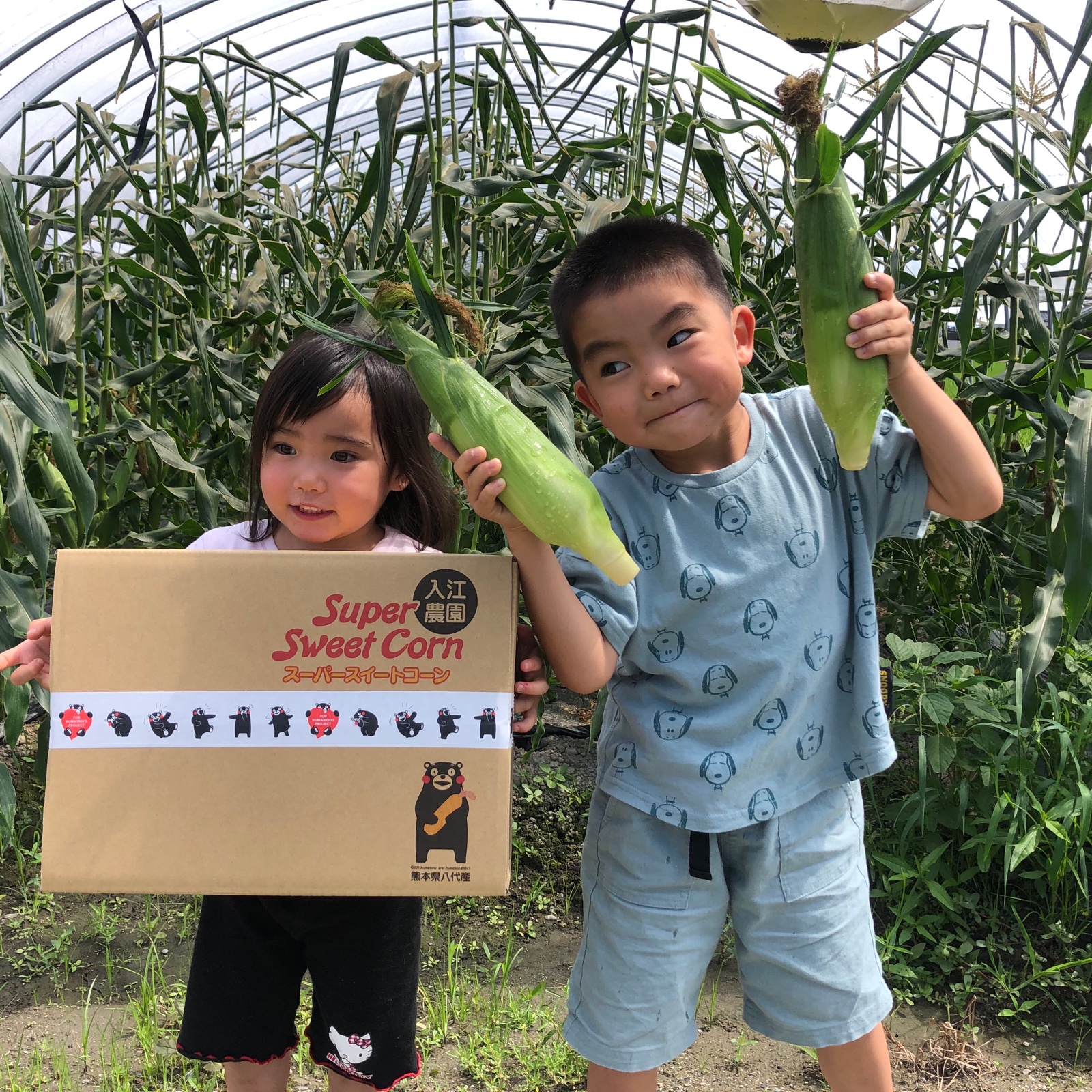 入江農園のスイートコーン ｜ 野菜/とうもろこし 産直アウル 農家