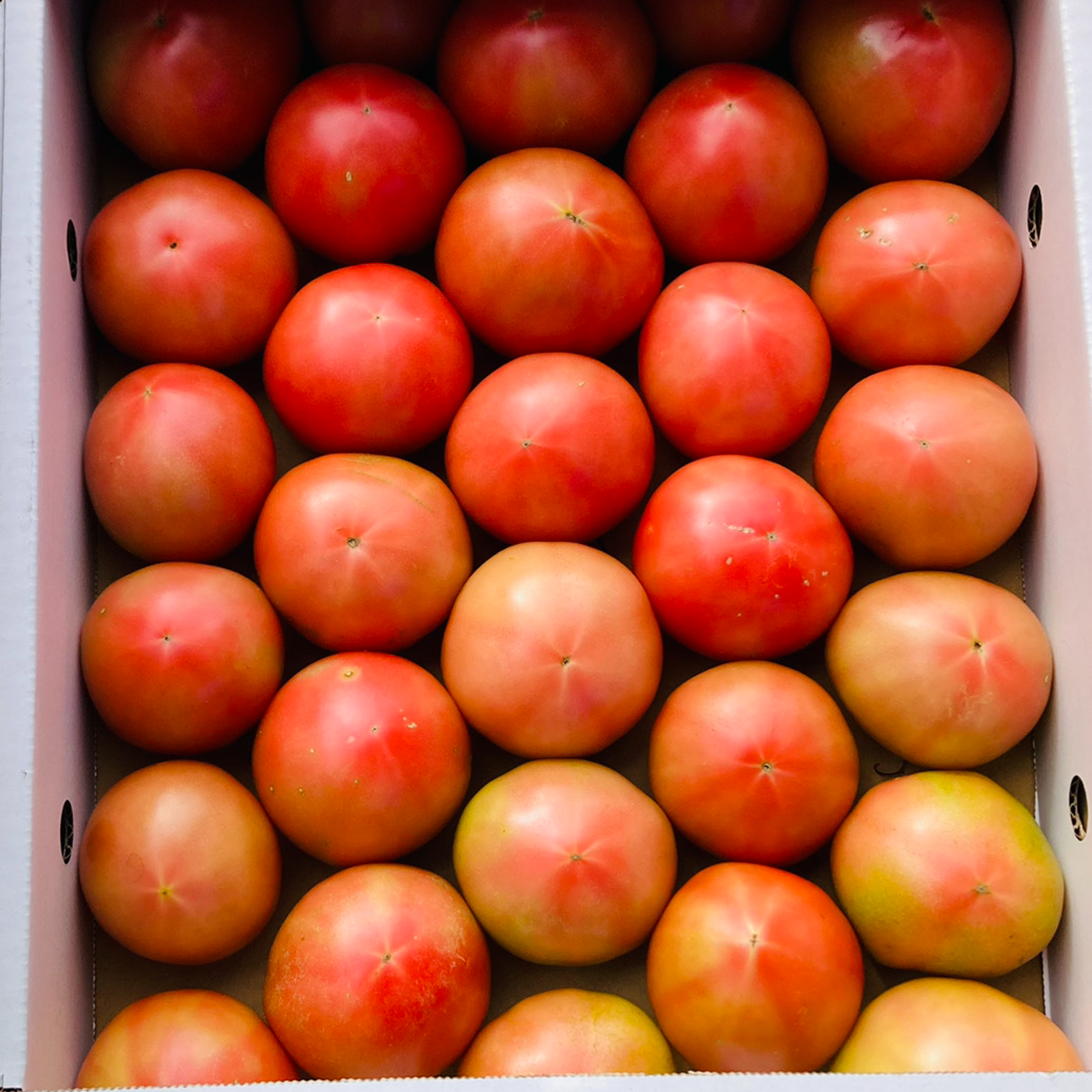 訳あり トマト4kg Ｂ品 減農薬栽培 農家直送 - 野菜