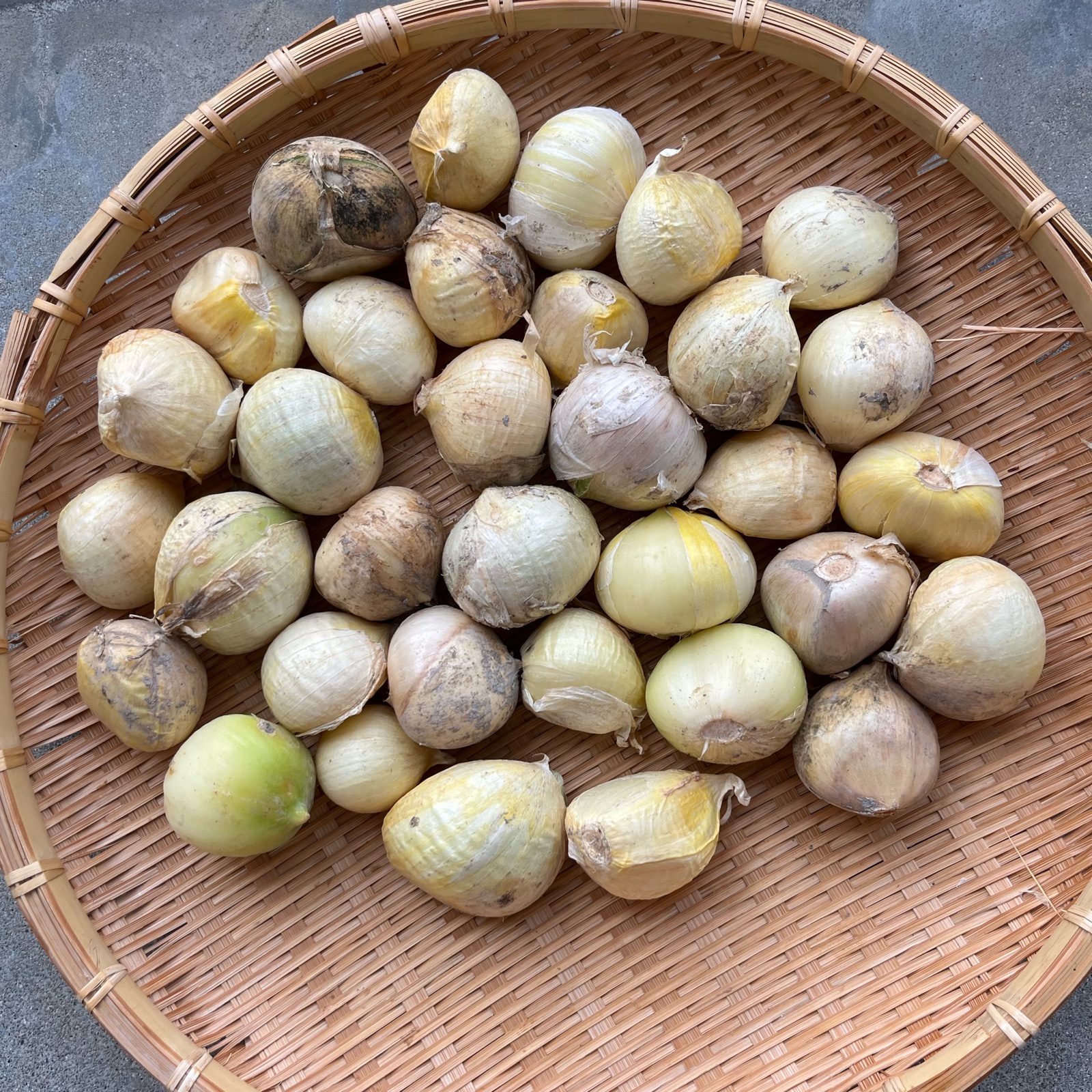 ジャンボニンニク 【大き目バラ 1,8㎏】 | 野菜/その他野菜 産直アウル