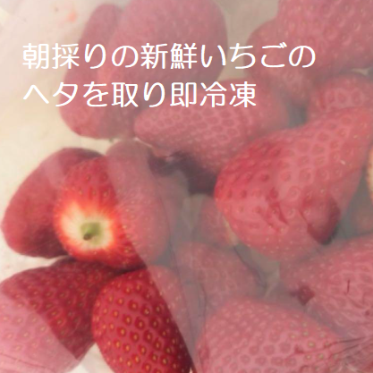 冷凍いちご2kg ｜ 果物/いちご 産直アウル 農家・漁師など生産者
