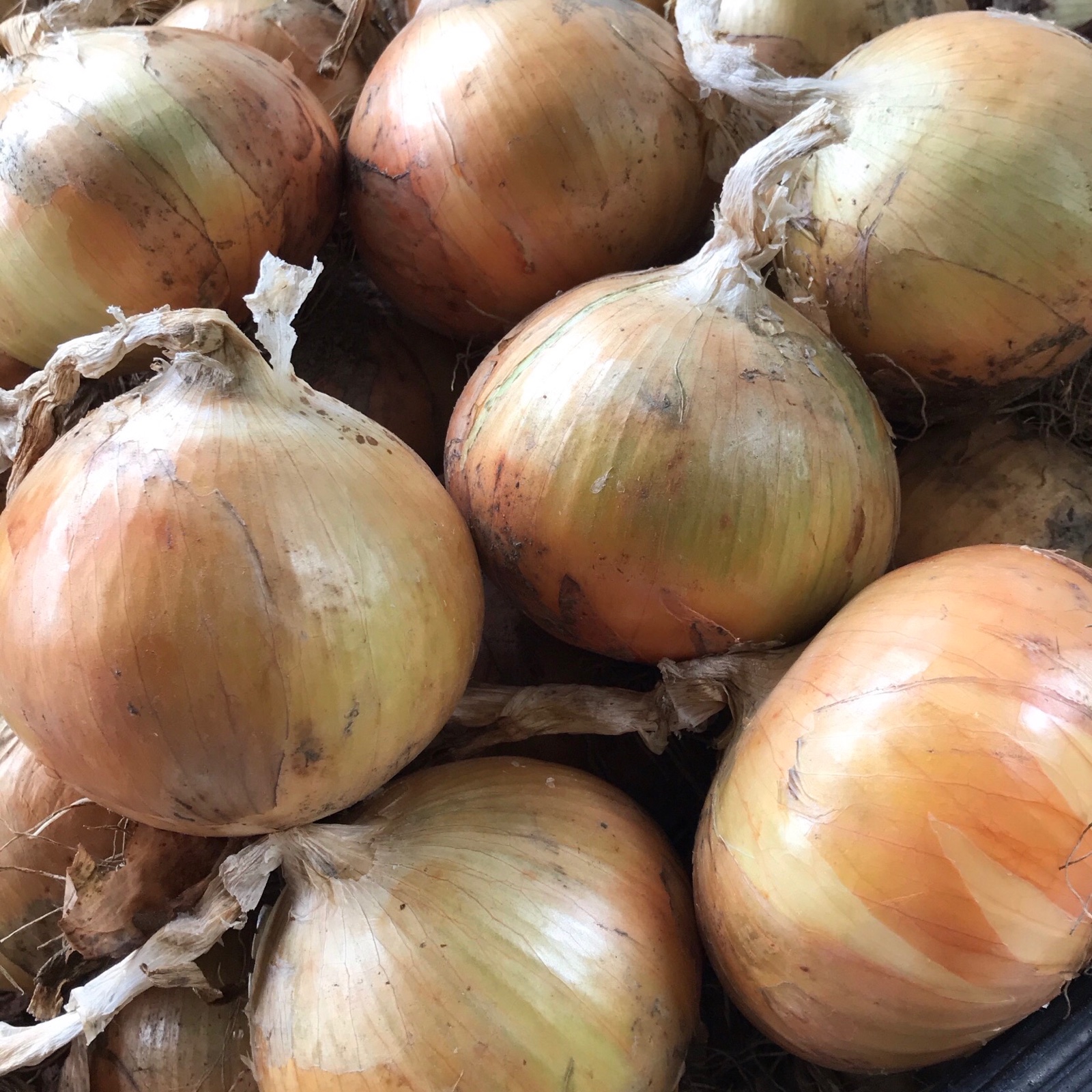 ワケあり‼︎淡路島産 熟成玉ねぎ 5キロ 《品種：ターザン》 ｜ 野菜