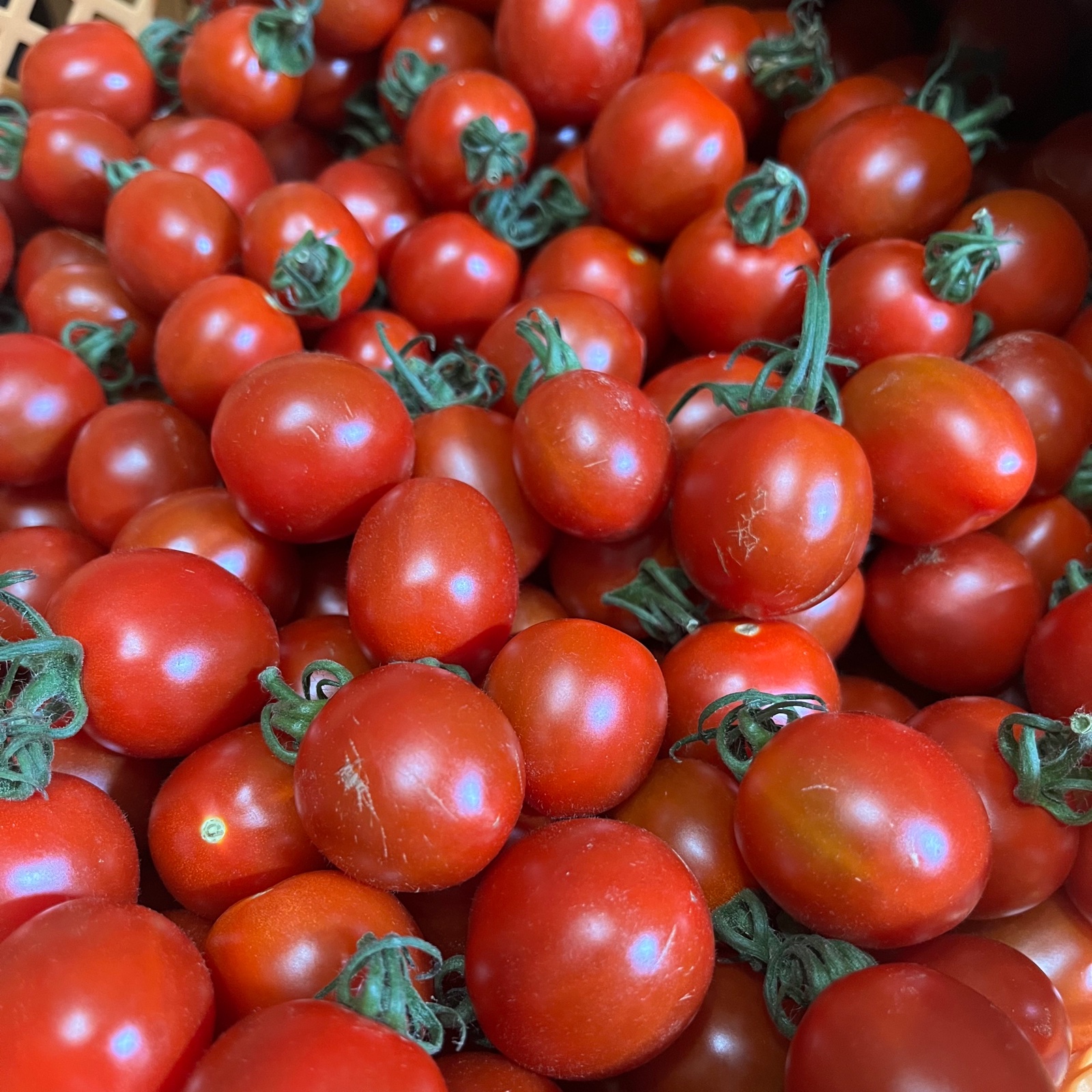 きらりFARMのミニトマト2kg | 野菜/トマト 産直アウル 農家から直接