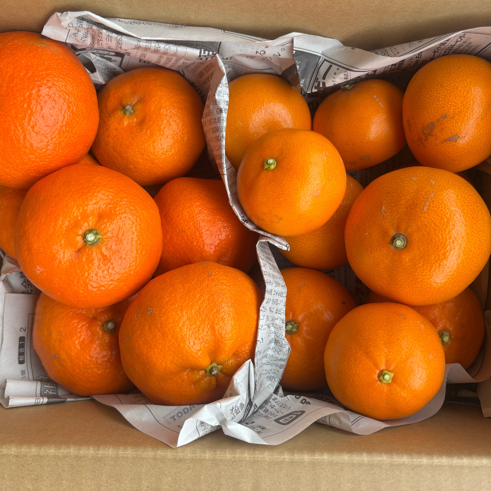 甘平⚠贈答用・特選 2L玉(3kgx2箱) 楽天市場】愛媛県産 甘平（かんぺい）秀品 L〜2Lサイズ（12〜15玉）約