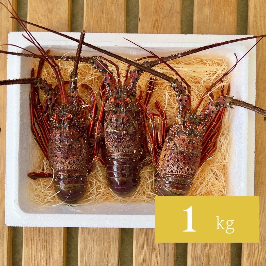 1㎏】活伊勢エビ！！ | 魚介類/エビ 産直アウル 農家から直接野菜など