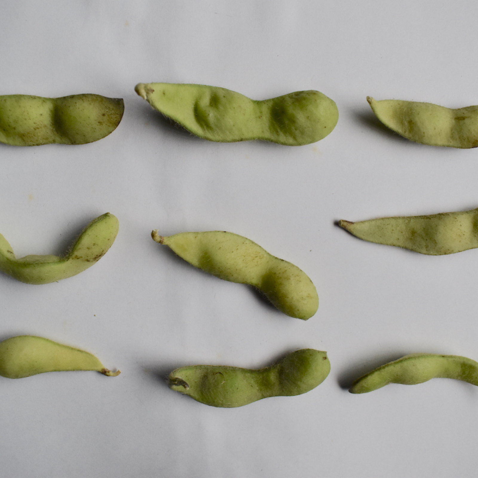 訳あり、茶豆風味の枝豆「湯上がり娘」3kg ｜ 野菜/豆類 産直アウル
