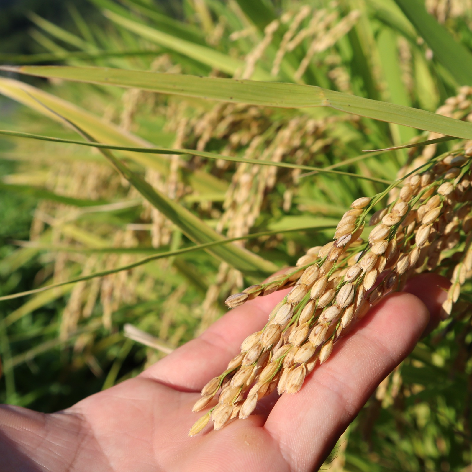 令和7年産 あきほなみ 無洗米 15kg ｜ 米・穀物/米/精米 産直アウル 