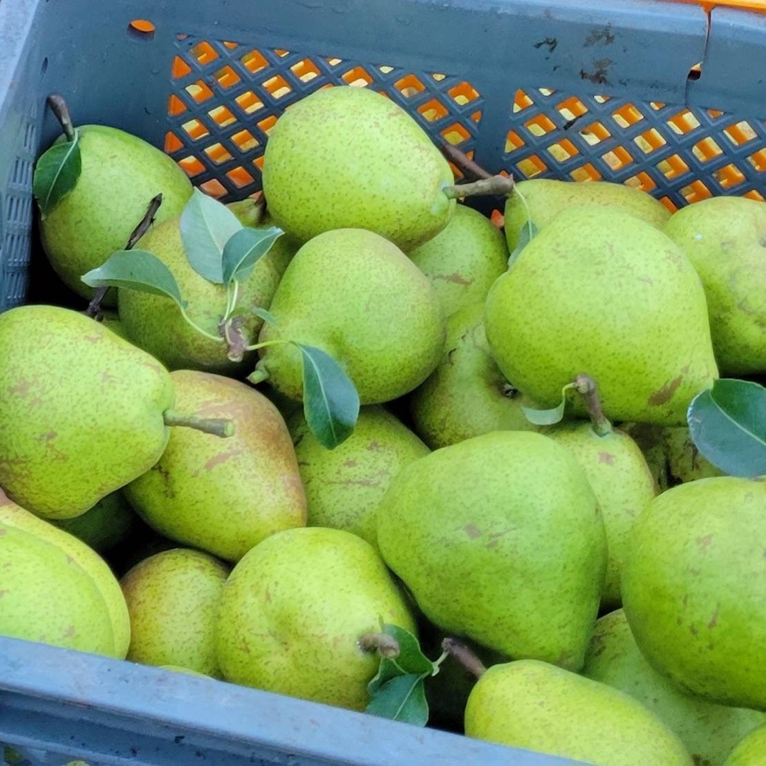 青森県産洋梨！ | 果物/梨 産直アウル 農家から直接野菜などの食材を
