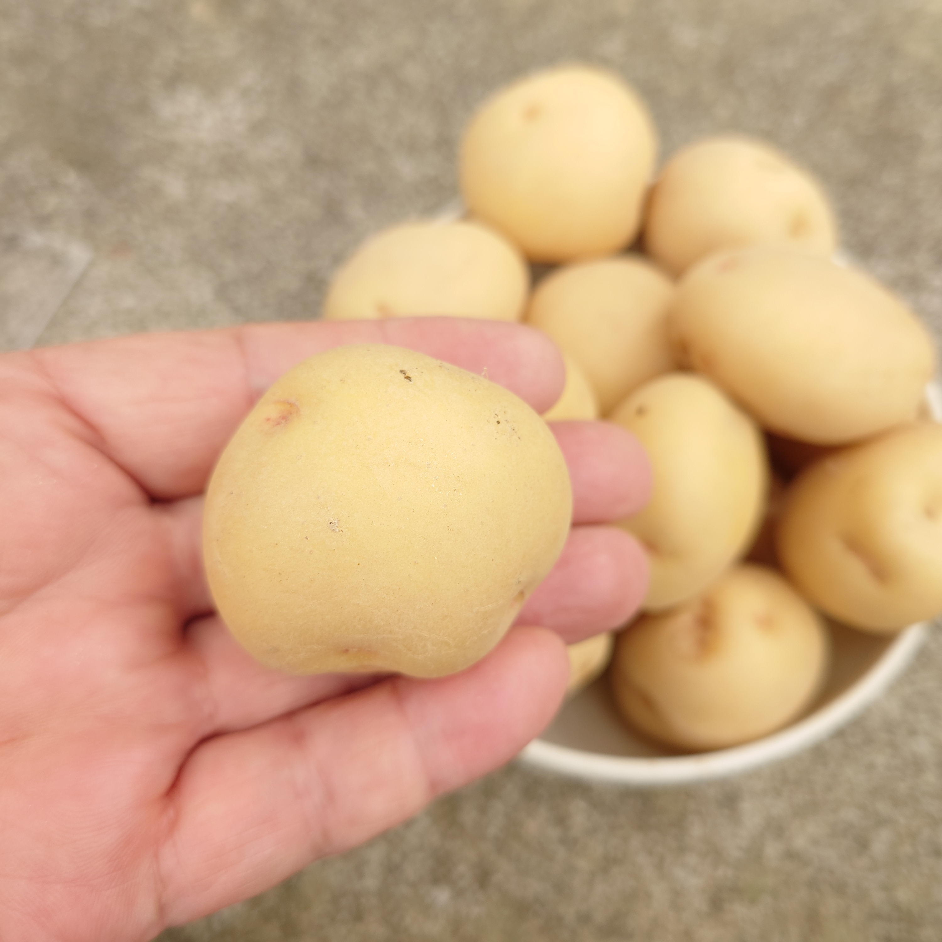 Sサイズ【キタアカリ】3kg/箱 ｜ 野菜/じゃがいも 産直アウル 農家