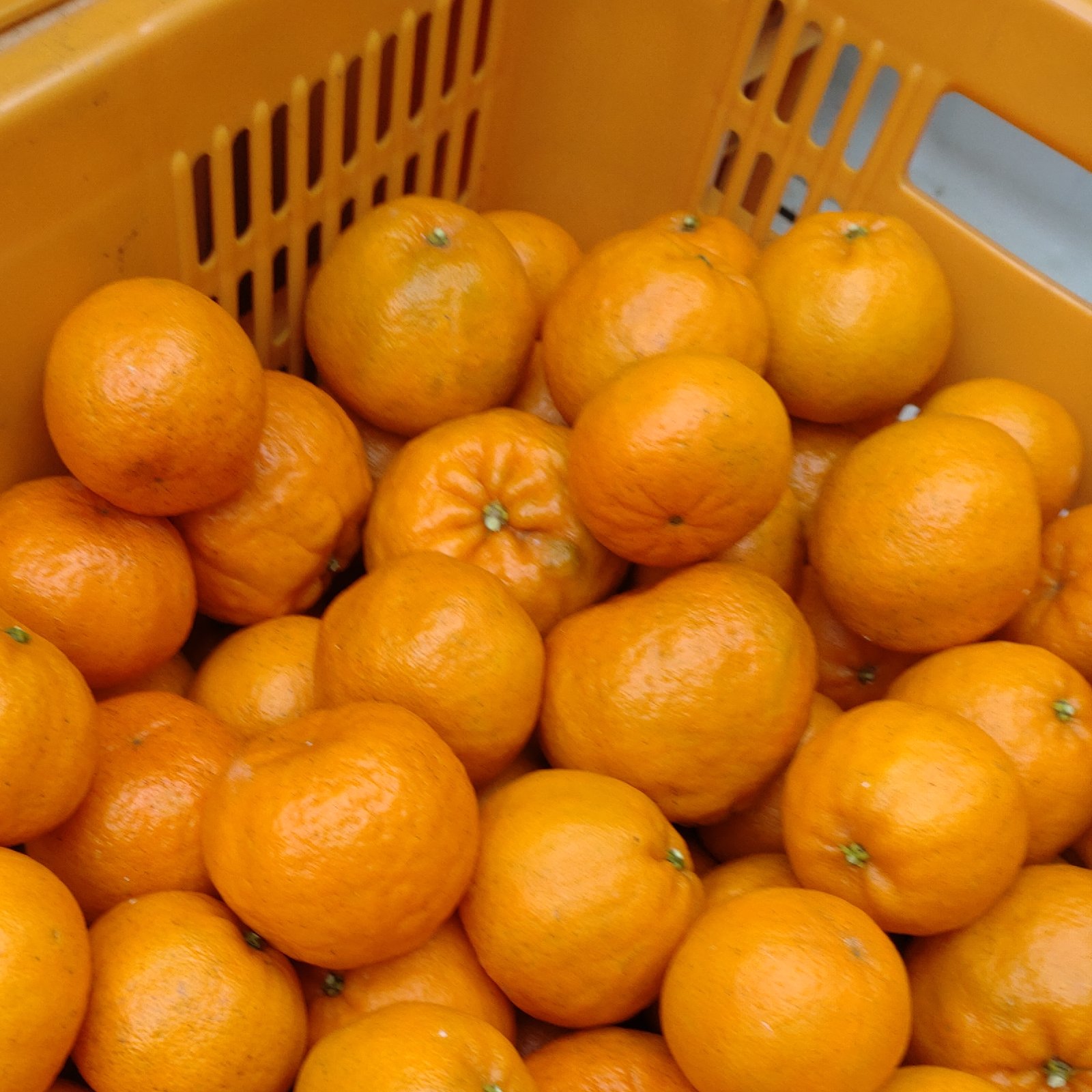 広島県産】芳醇な香り「ポンカン」5kg(箱込み) | 果物/オレンジ