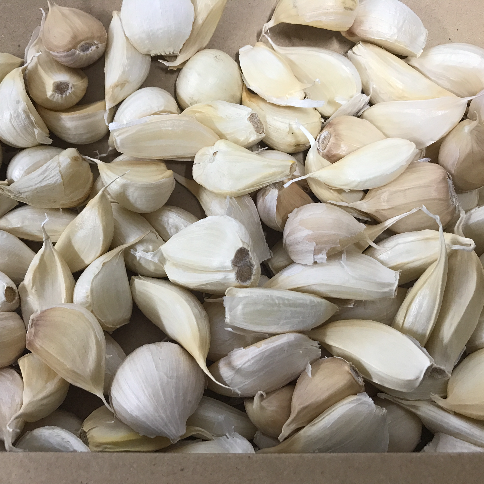 わけあり品・小粒のみ】青森県産ホワイト六片種にんにく バラ 500g 令