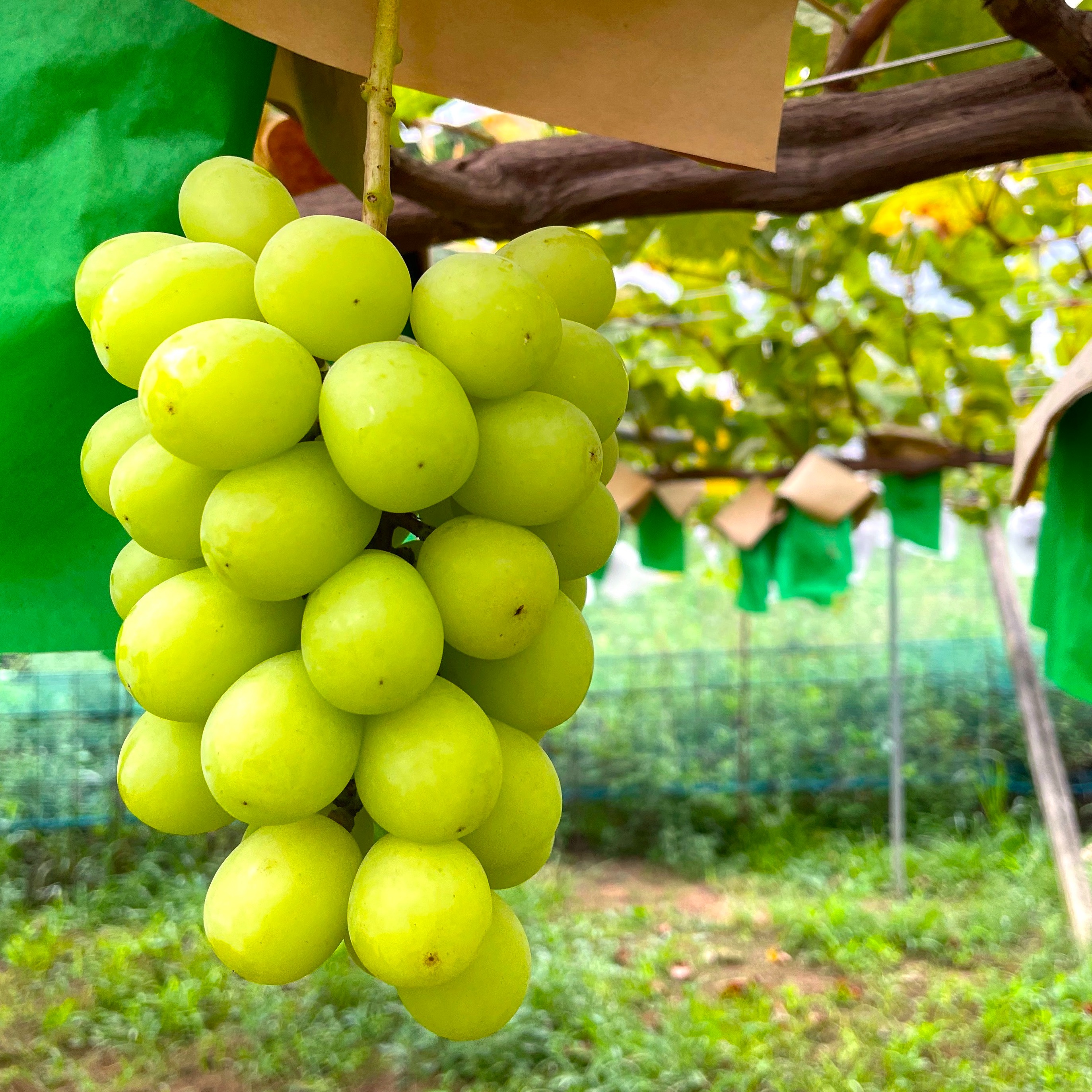 農薬節約栽培】 巨峰・シャインマスカット(種なし) 1キロ箱 山梨県産