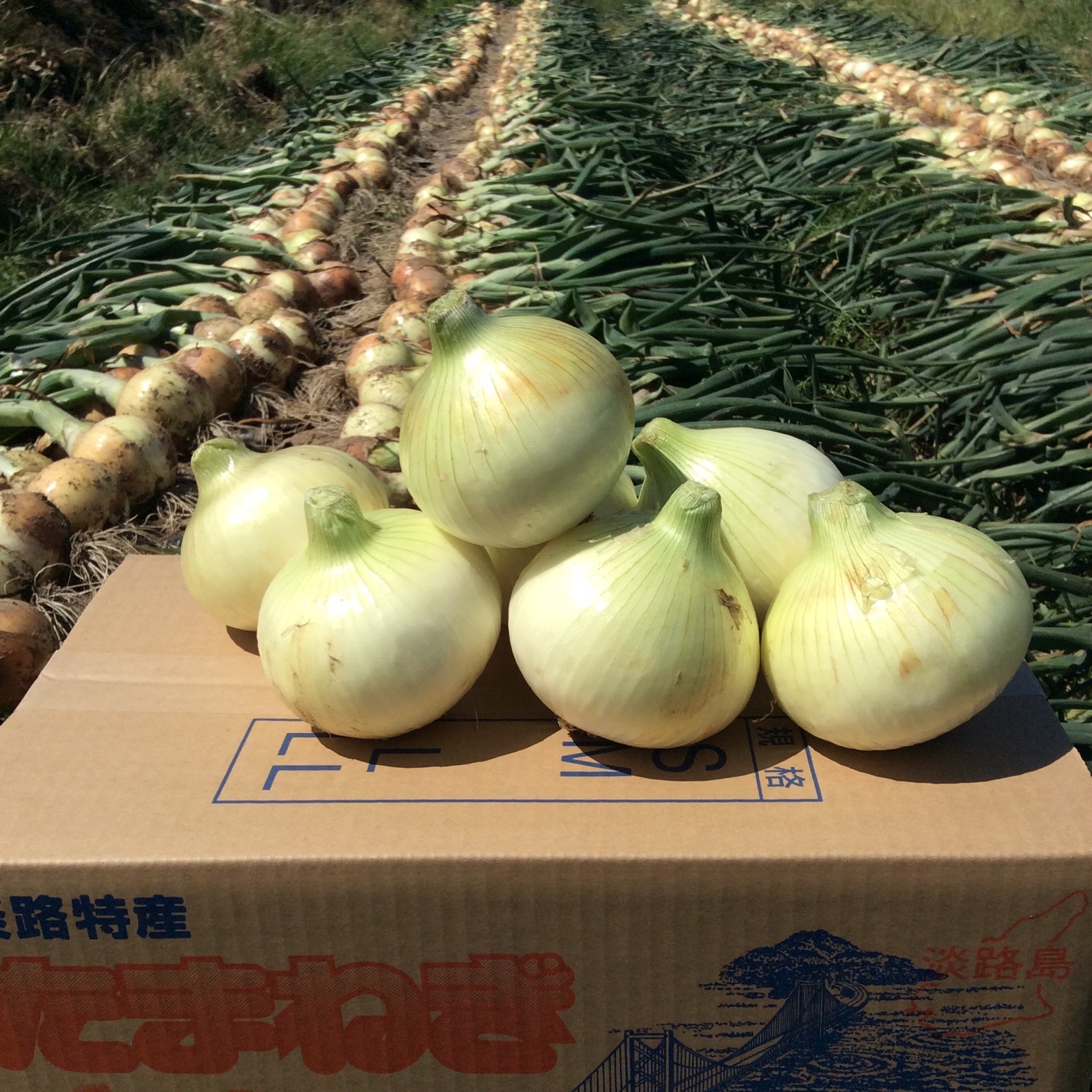 カツラギ農園 淡路島たまねぎ5kg品種七宝 | 野菜/玉ねぎ 産直アウル