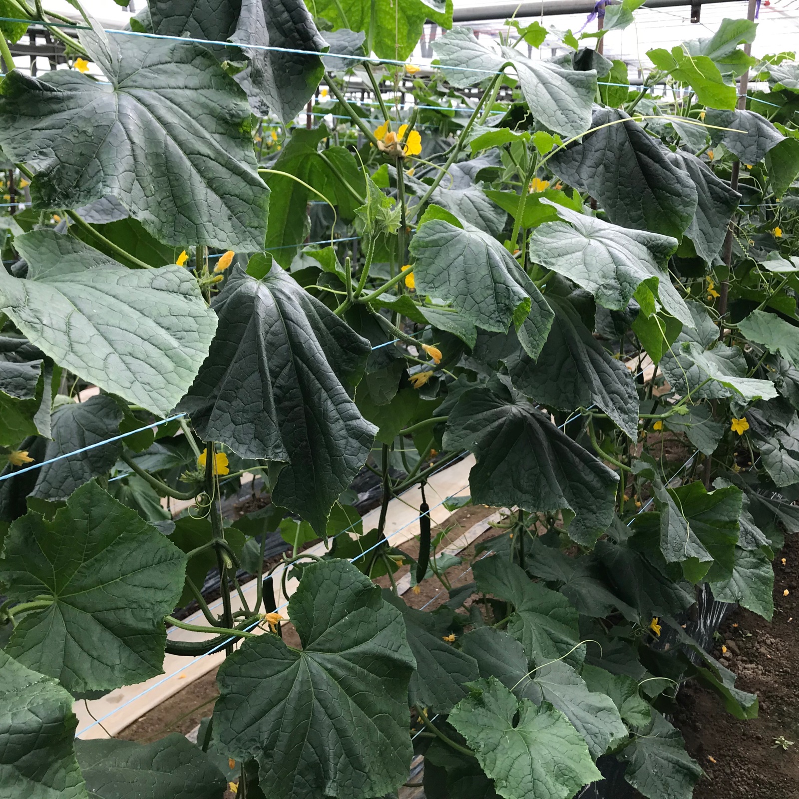 訳あり きゅうりB品 規格外 無選別 朝採り野菜 ｜ 野菜/きゅうり 産直
