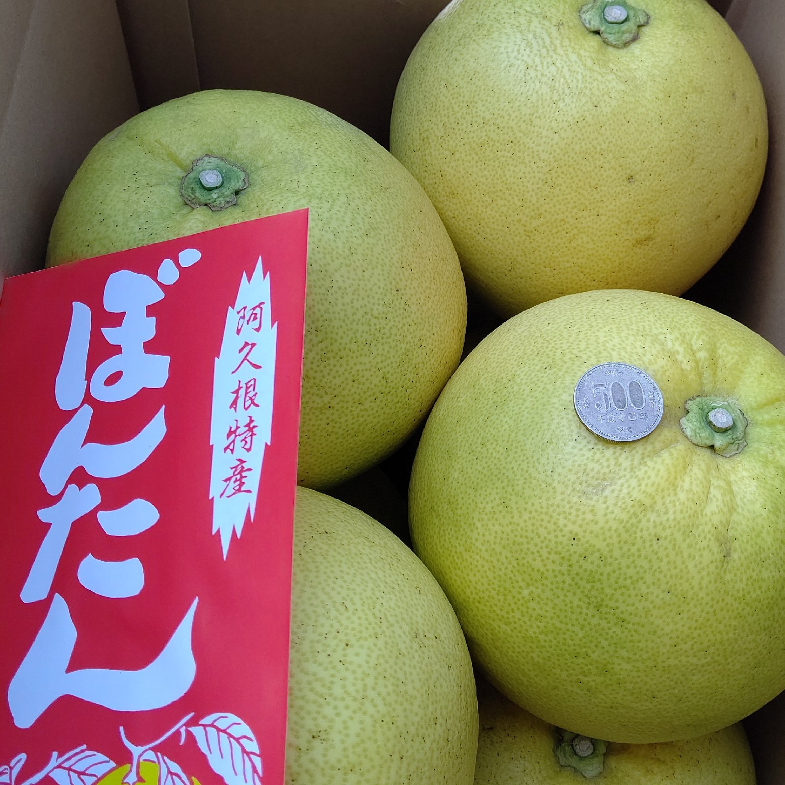 巨大なみかん】ぼんたん8個入り お歳暮に最適 | 果物/オレンジ・その他