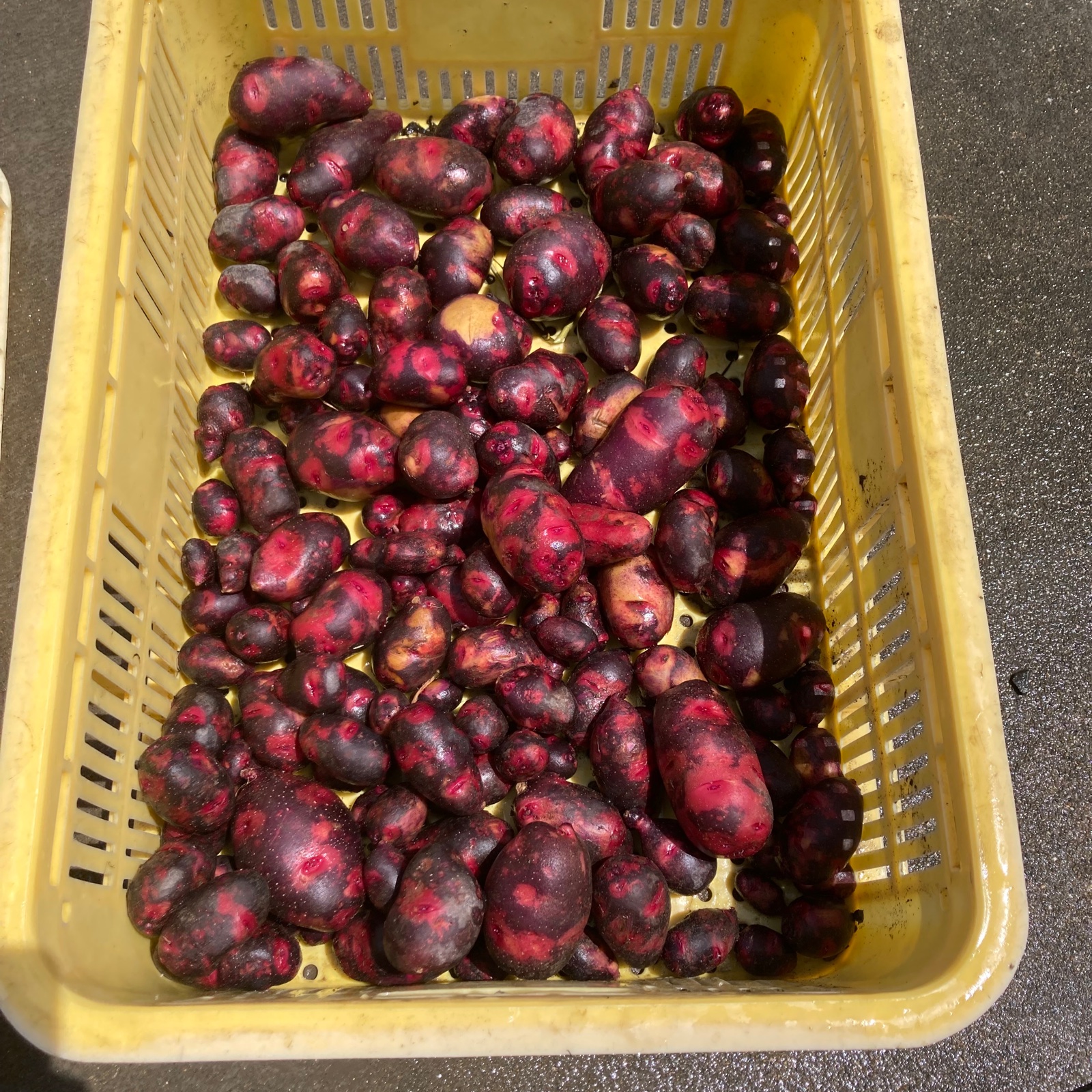 ジャガイモ グランドペチカ 栽培期間中農薬、除草剤使用していません約