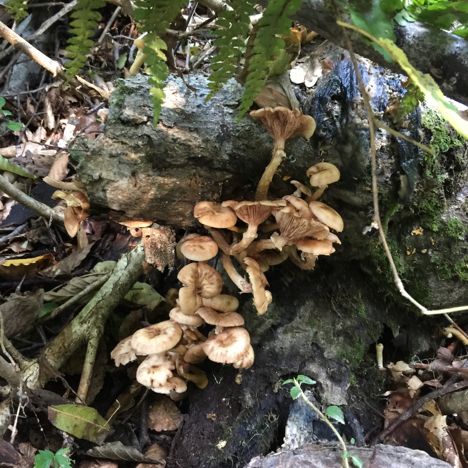 秋田県の代表的なキノコ 沢モタシ、ナラタケの塩漬け ｜ 野菜/きのこ