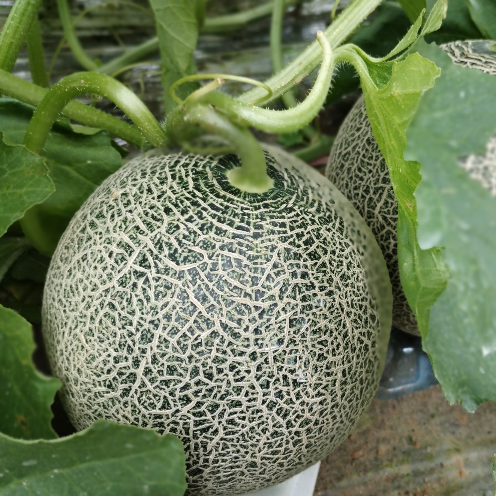 ②福岡県・ますちゃん様専用・タカミメロン タカミメロン | 野菜と果物