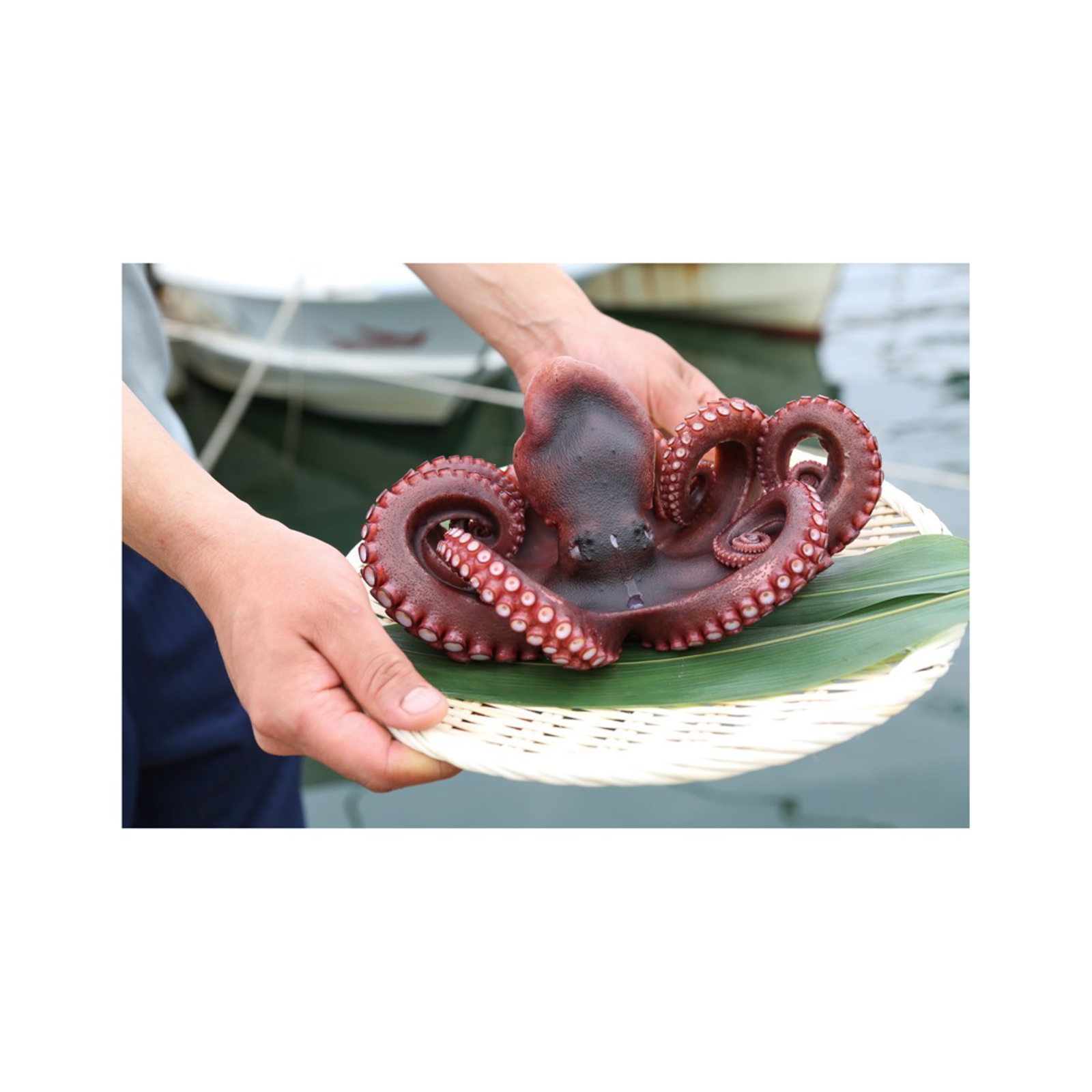  タコ 2匹 2匹  タコ