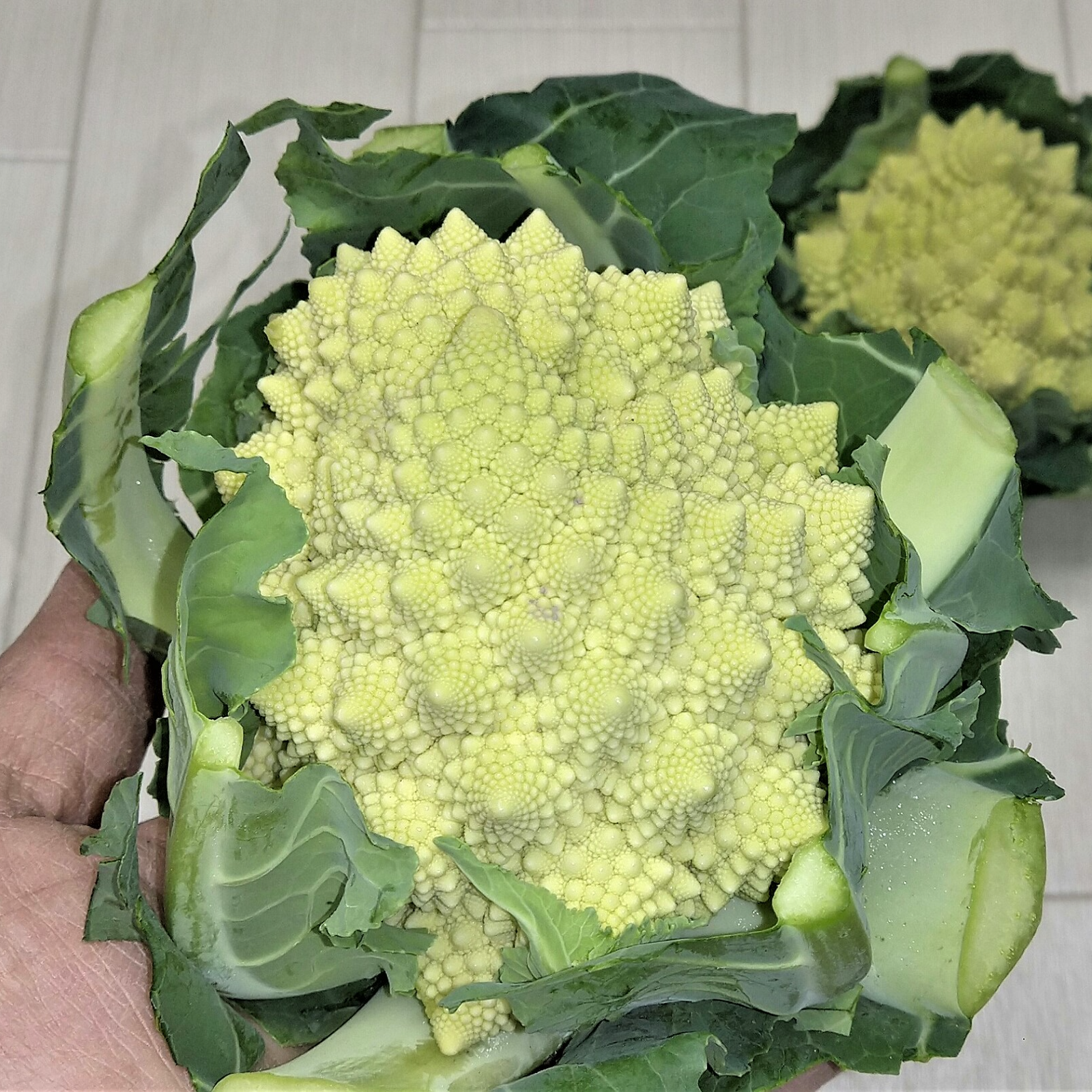 ロマネスコ(特別栽培品） 農薬不使用（無農薬）栽培 ｜ 野菜/その他