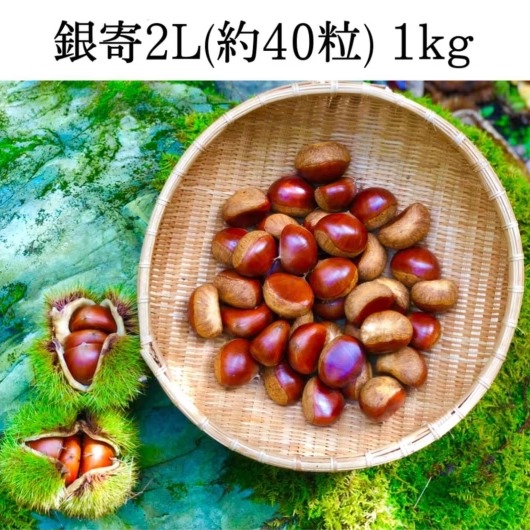 厳選熟成栗】農林水産大臣賞受賞の和栗：大サイズ（2Lサイズ） | 果物