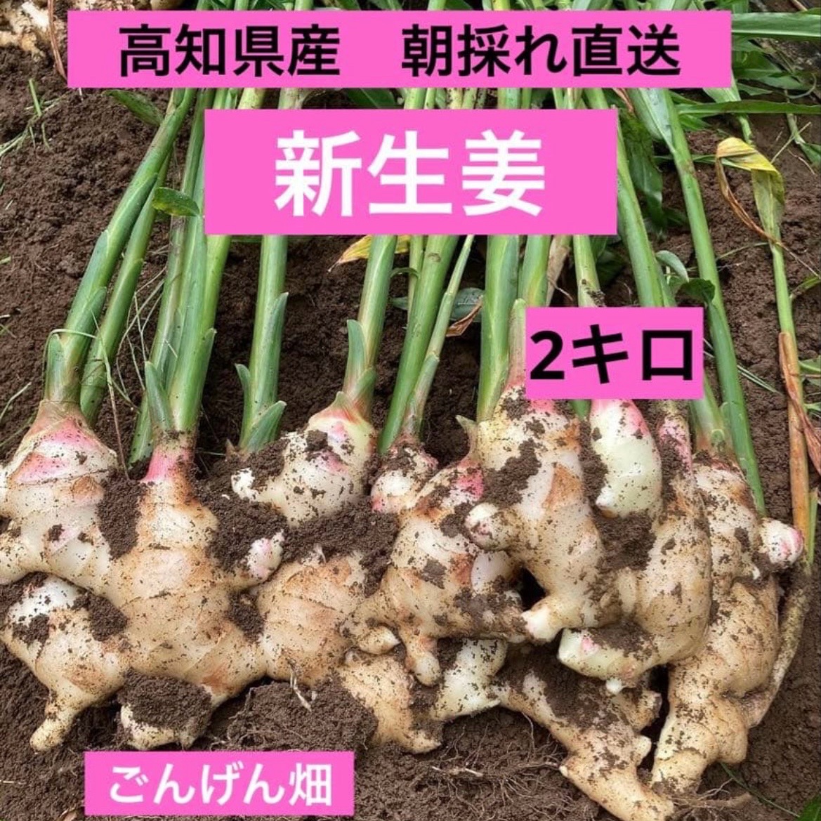 高知県産 朝採れ直送新生姜 2キロ ｜ 野菜/薬味 産直アウル 農家・漁師
