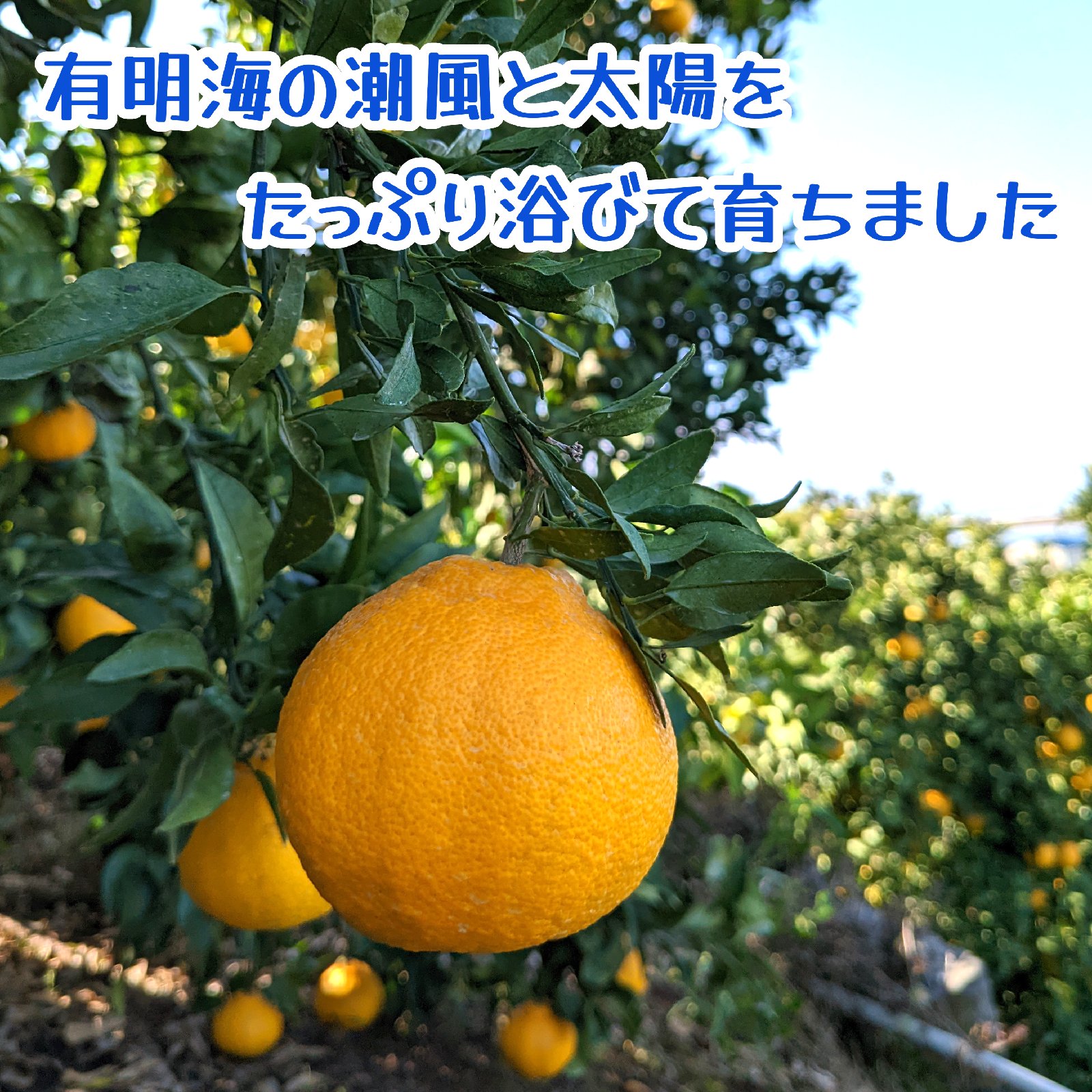 訳あり 不知火 約8キロ デコポン 肥の豊 ｜ 果物/オレンジ・その他