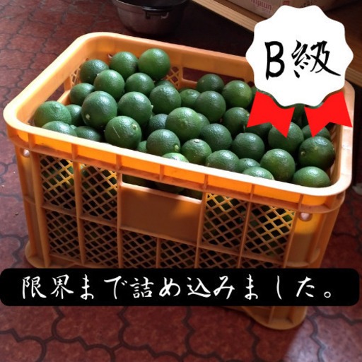 【Ｂ級品 ２０ｋｇ】コンテナごとあなたへ届け！「タカミヤカボスのかぼす」 【Ｂ級品 ２０ｋｇ】コンテナごとあなたへ届け！「タカミヤカボスのかぼす」