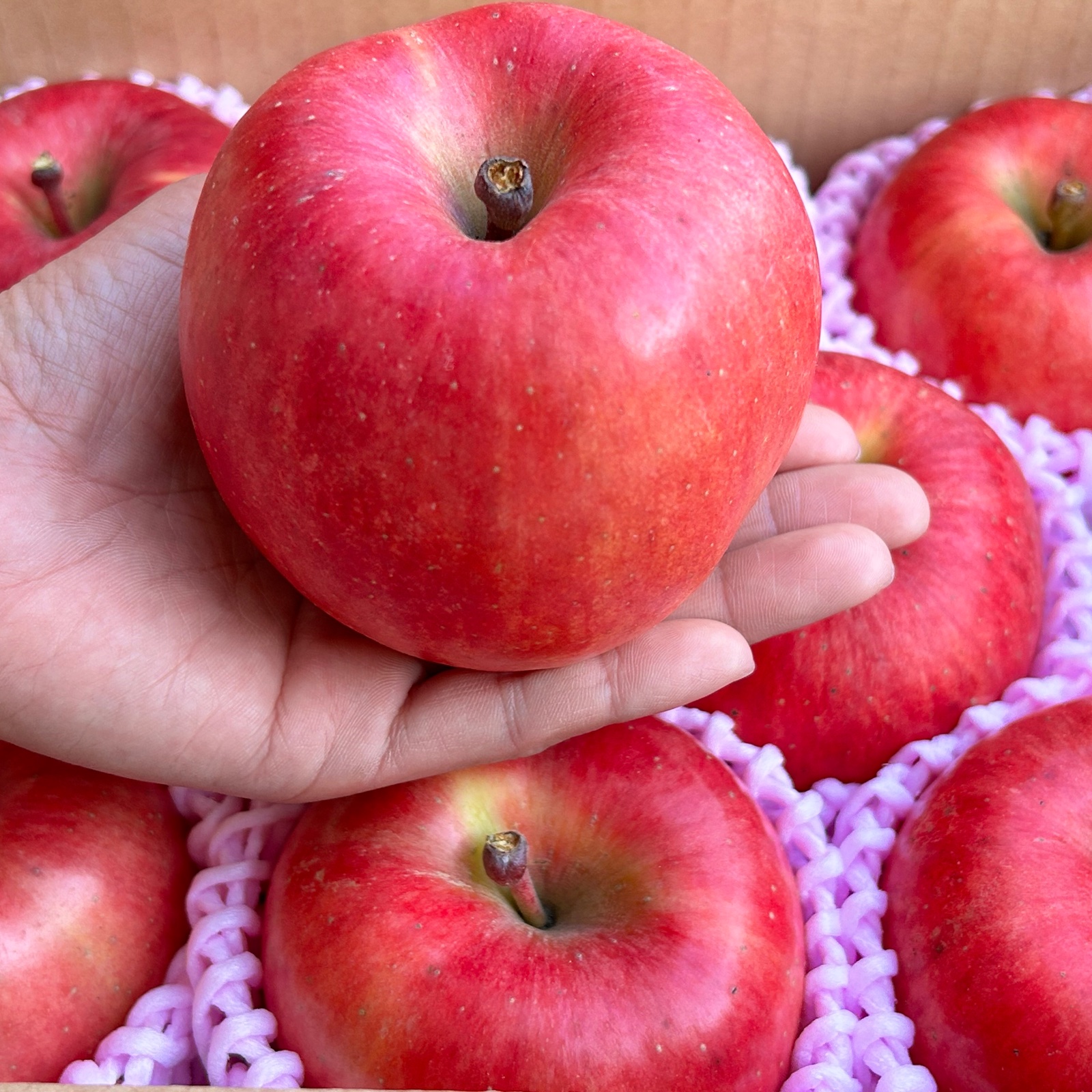 幻の蜜りんご！山形県産こうとく【秀品2.5キロ】 | 果物/りんご 産直