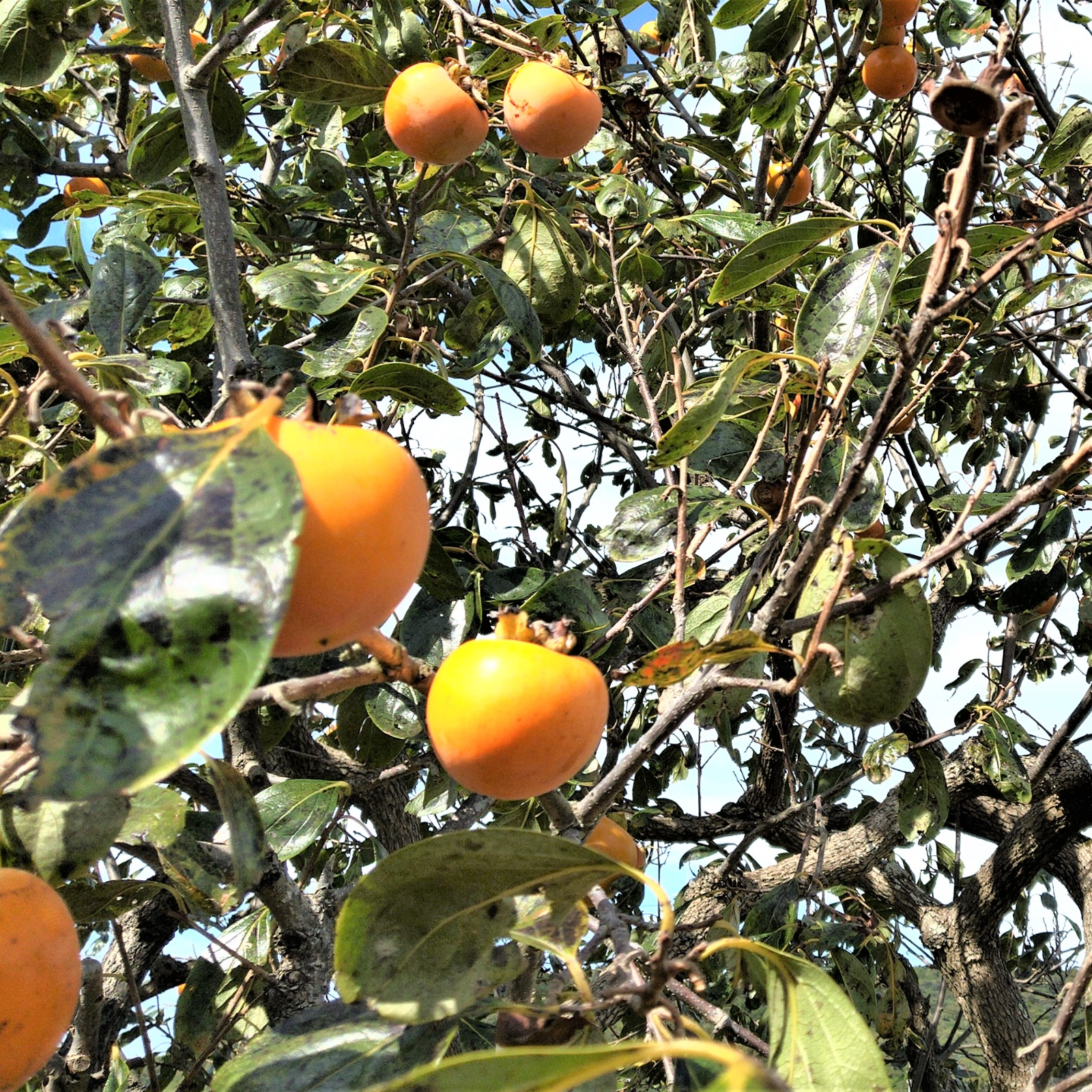 珍しい！高級品種自然栽培の横野渋柿横野渋柿 約40～50個 | 果物/柿