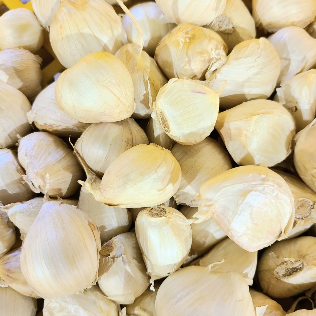 濃厚で甘い！大粒福地ホワイト六片にんにく 500g（農薬・化学肥料不