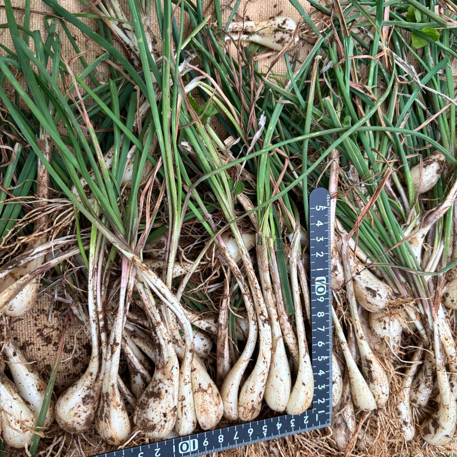 伊江島産 土・皮付き分結してきた島らっきょう送料込み | 野菜/その他