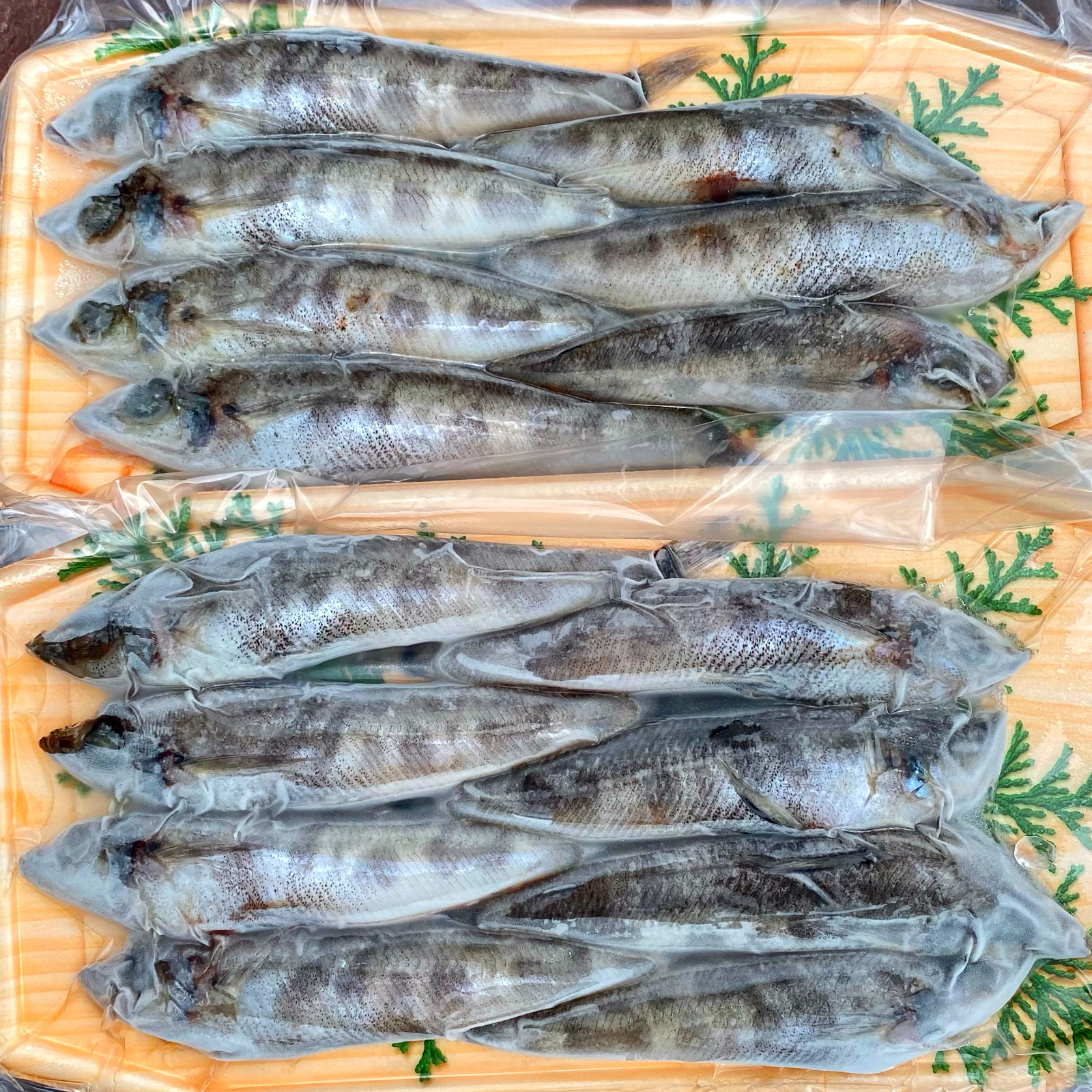 ふっくらジューシー【メヒカリ】の丸干し 20P約4KG ｜ 魚介類/魚介の