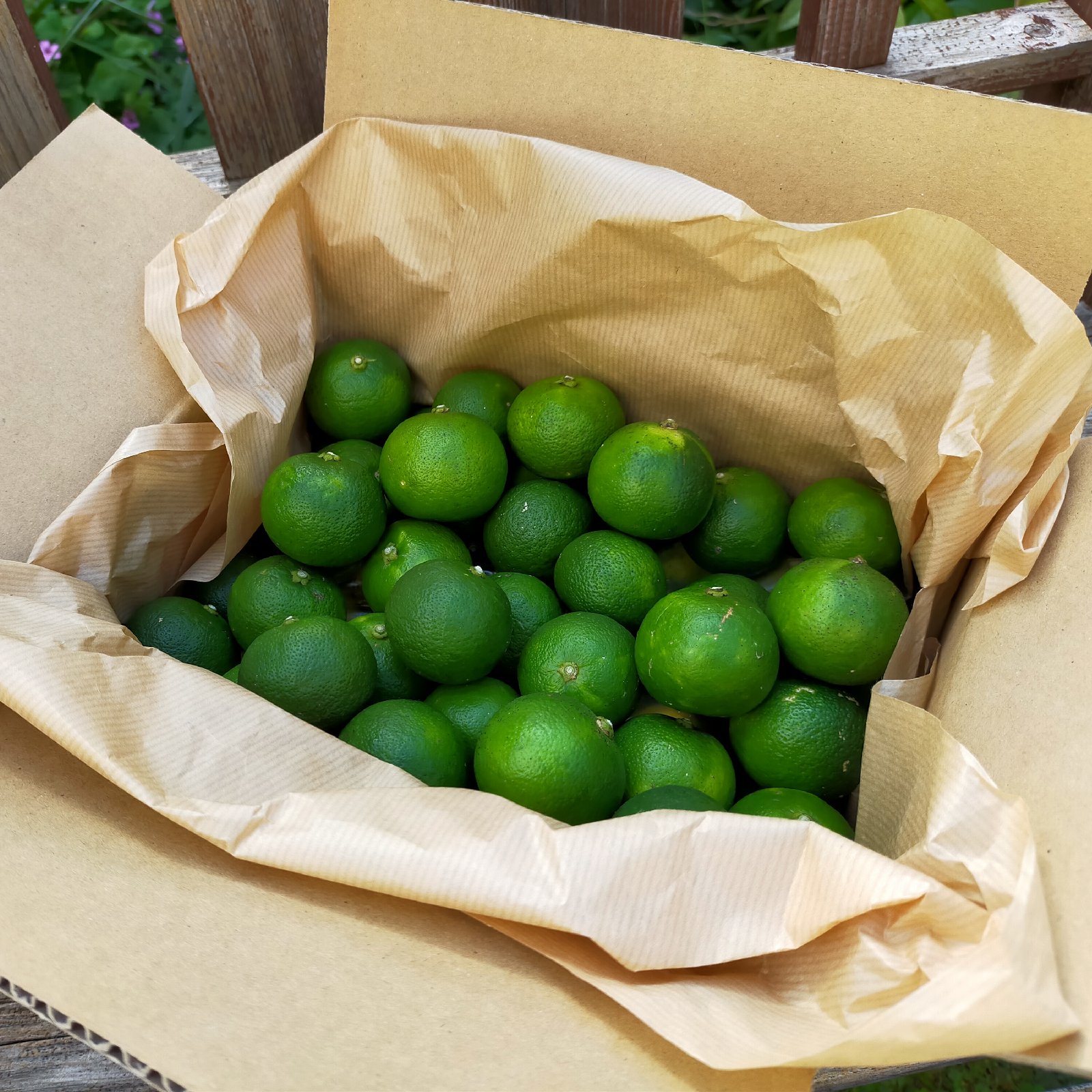 立正大淞南　セットプレー　ジャパンライム Wholesale JM-8127 - JAKEMY