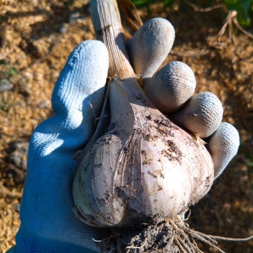 【さかもん】国産平戸ニンニク　内容は説明の通り