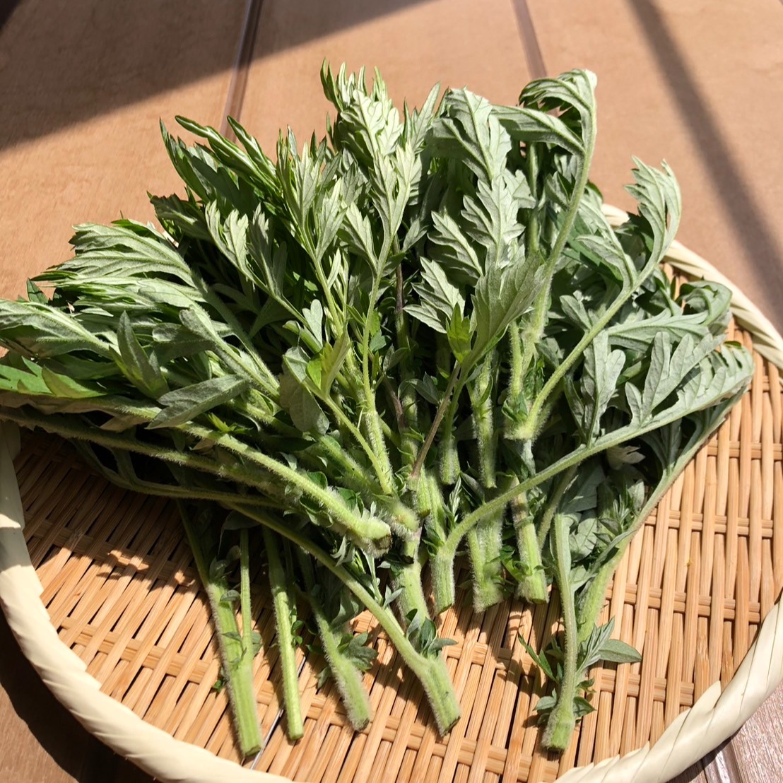 新芽限定】やわらか栽培ヨモギ 200g 栽培時無農薬 ｜ 野菜/その他野菜