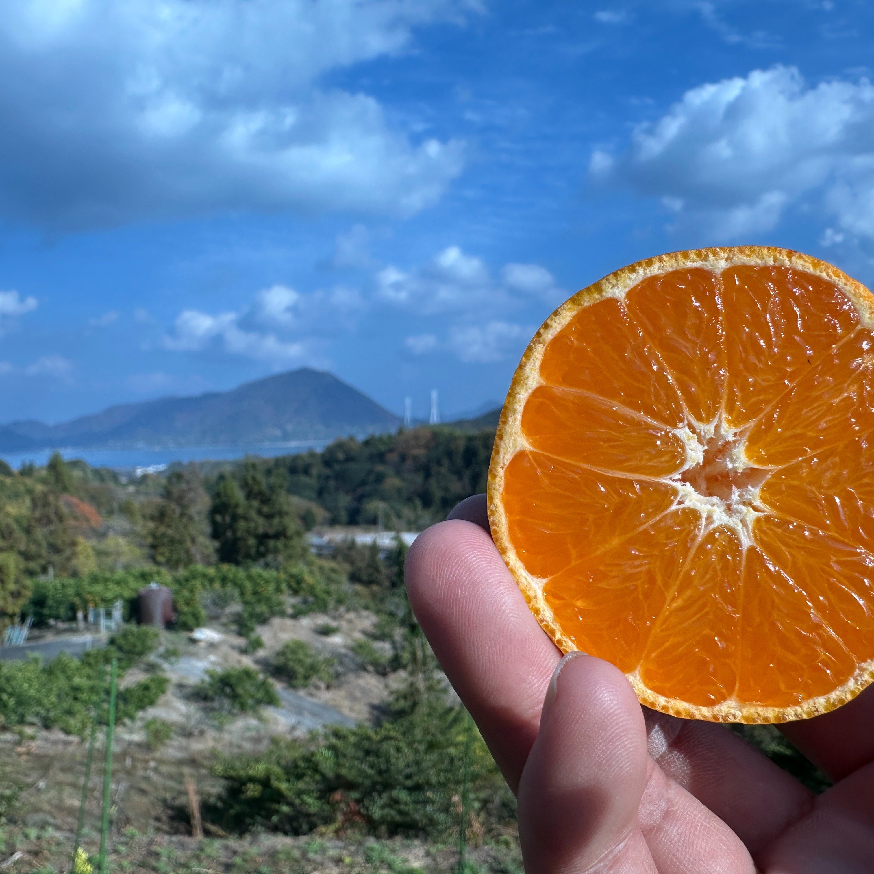 ジューシー！島風みかん🍊【農薬不使用】2キロ愛媛県大三島産 ｜ 果物