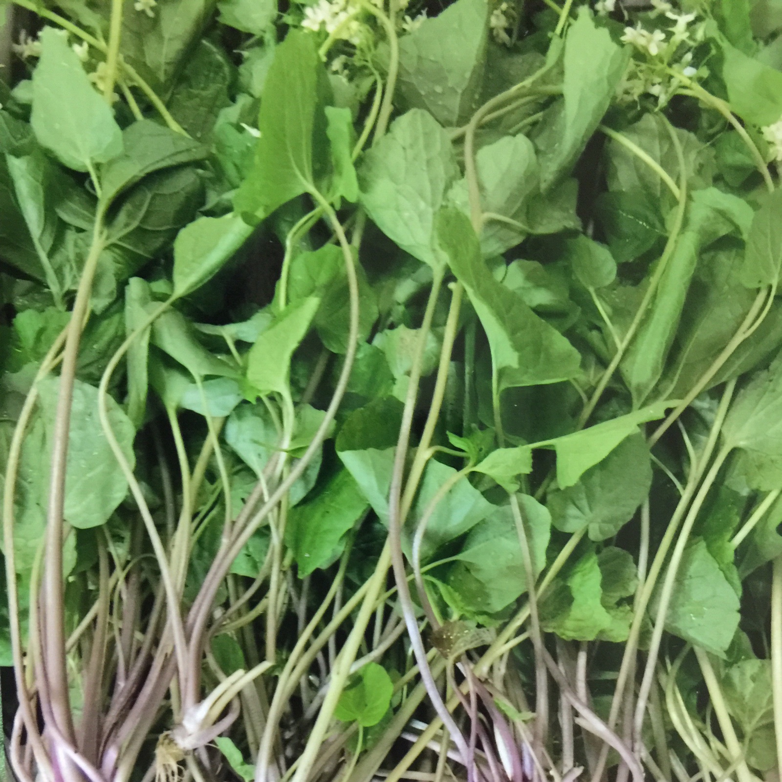 鳥海山の雪解け天然山ワサビ〔葉わさび〕400グラム ｜ 野菜/山菜 産直